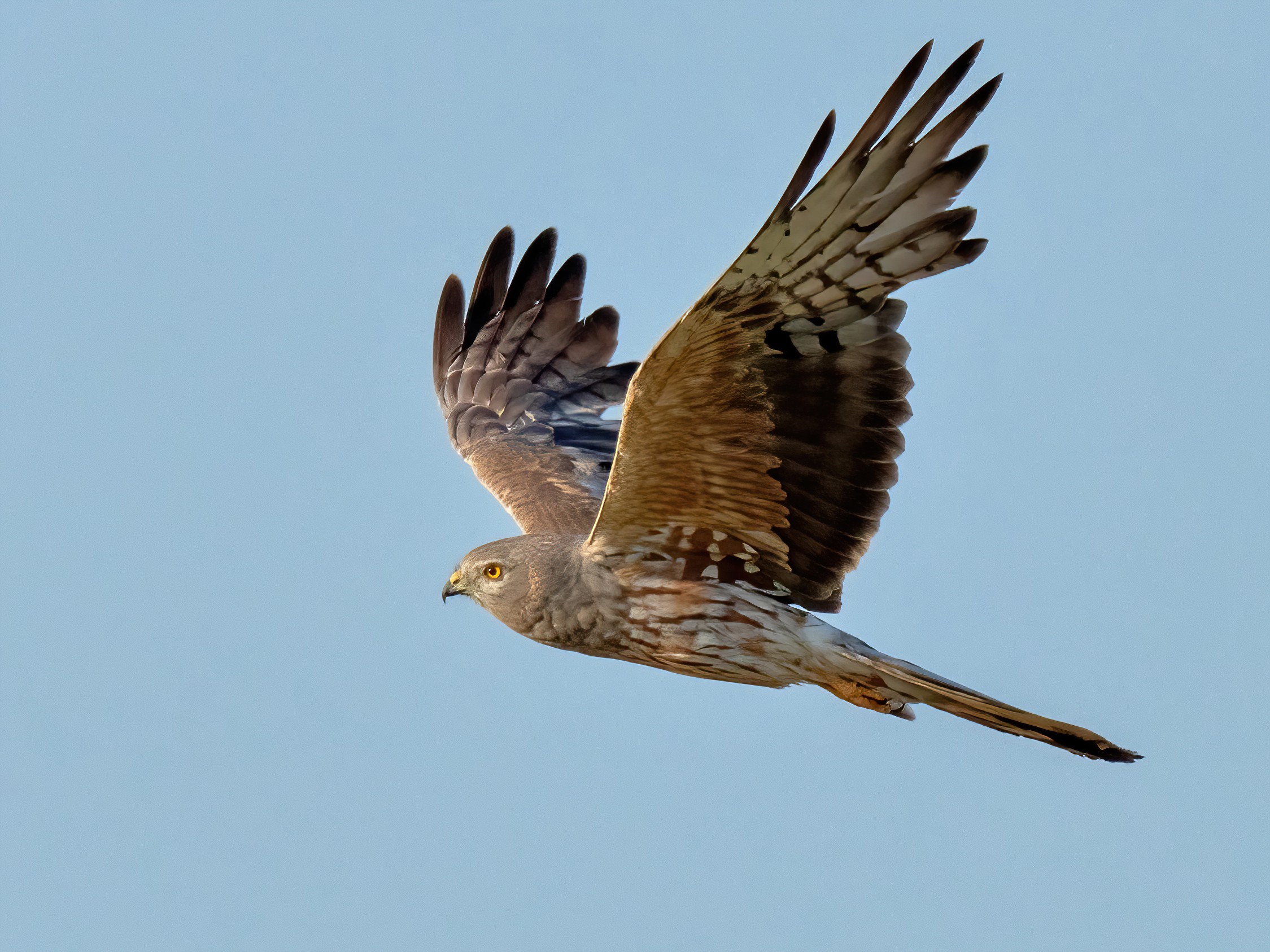 Montagu's Harrier (Circus pygargus)