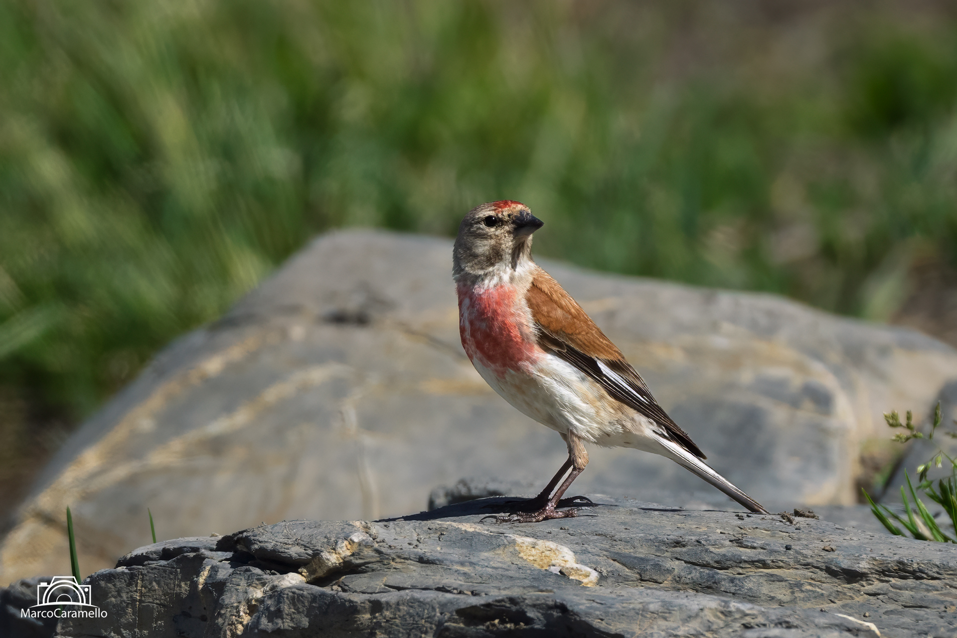 Linnet m