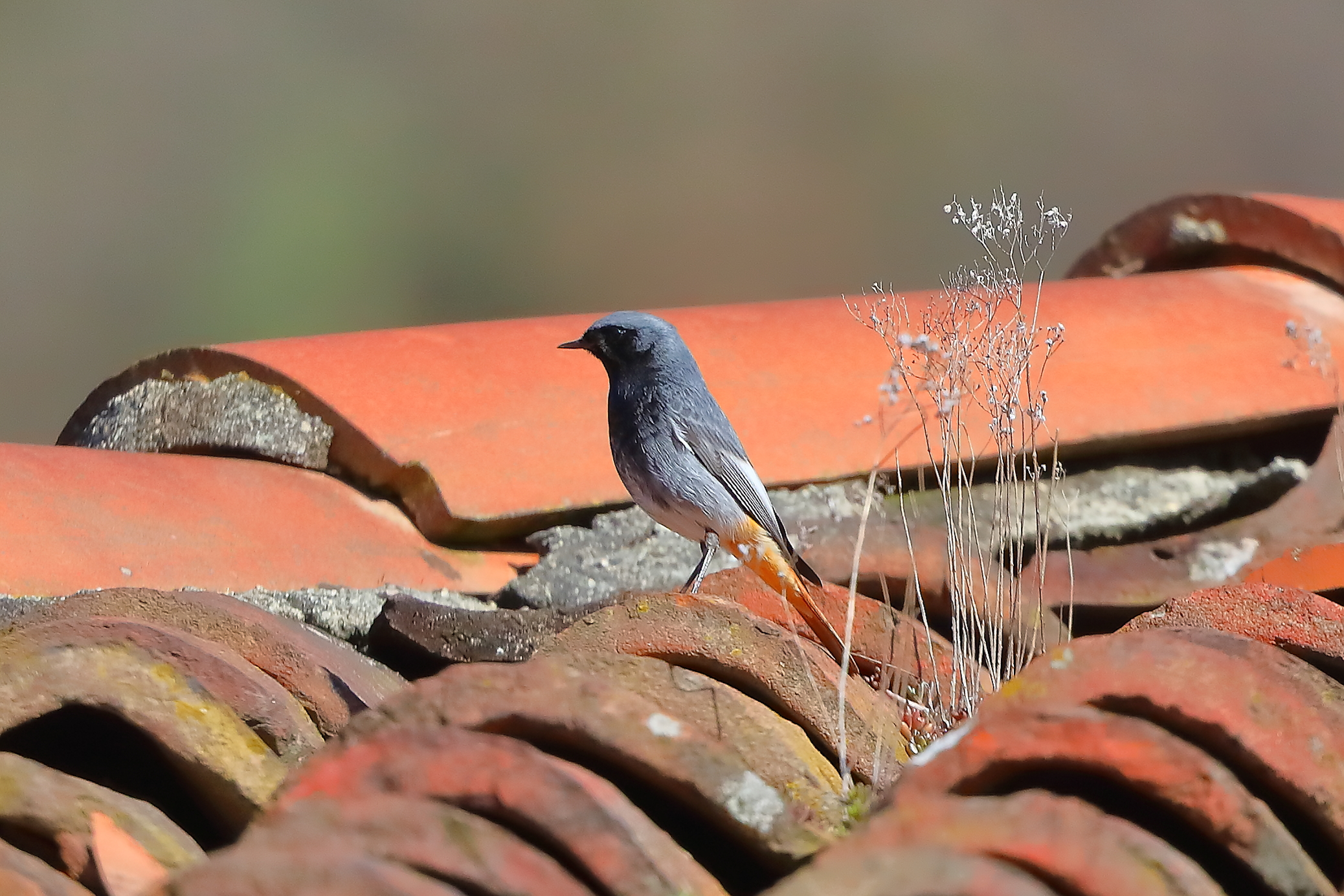 Codirosso S F 17 marzo 2025 - 0115