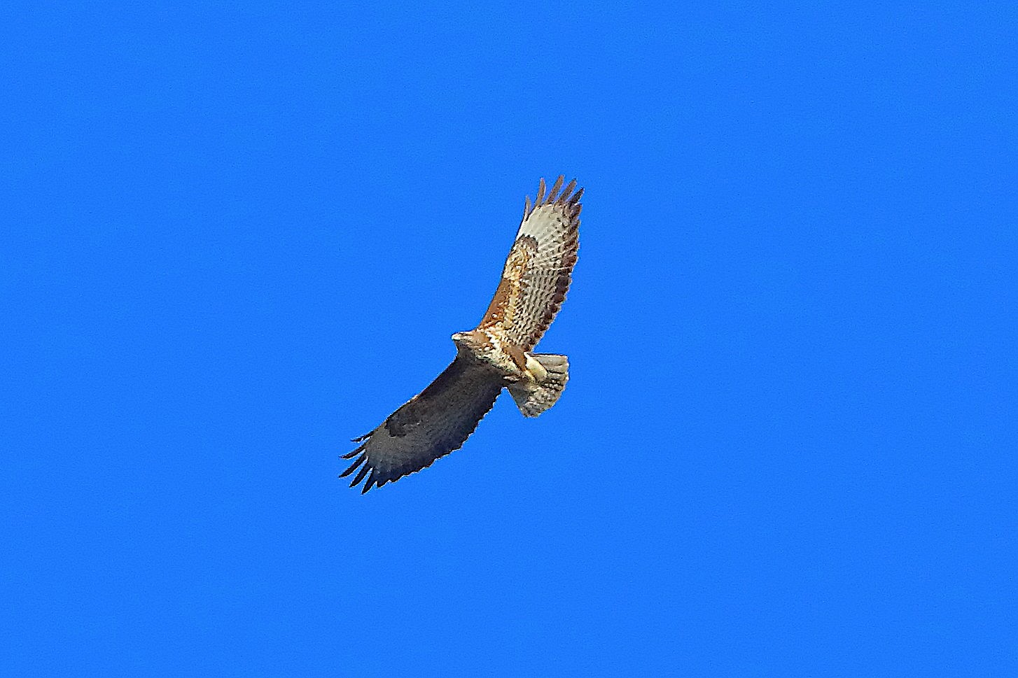 Poiana 17 marzo 2025 - 0069