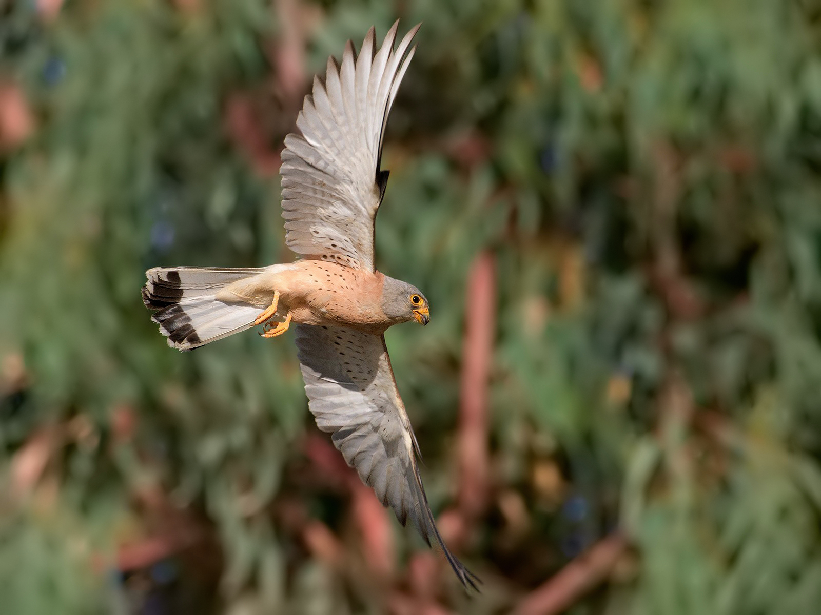 Falco grillaio(maschio).