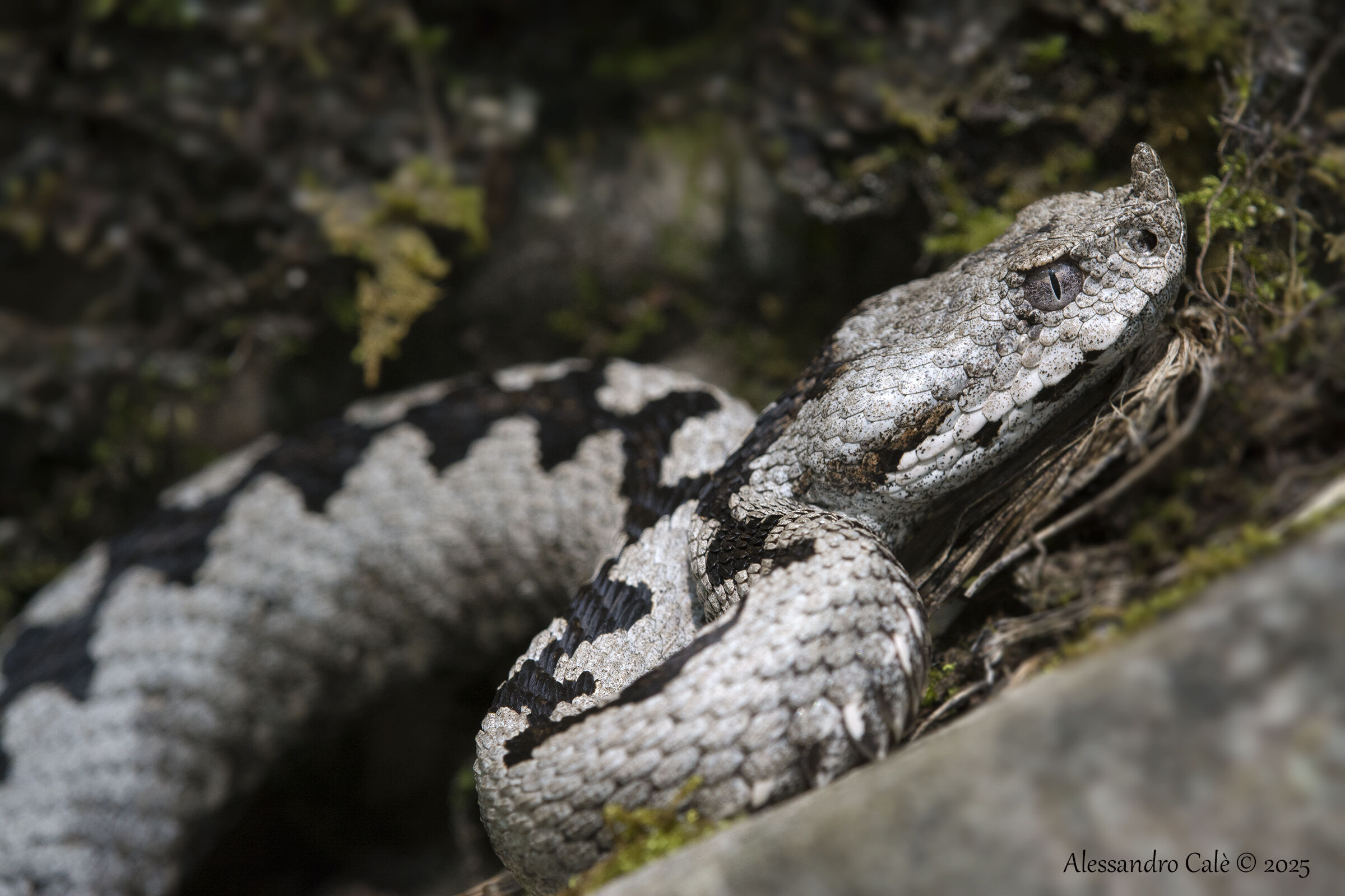 Vipera ammodytes (Horn Viper) 5721