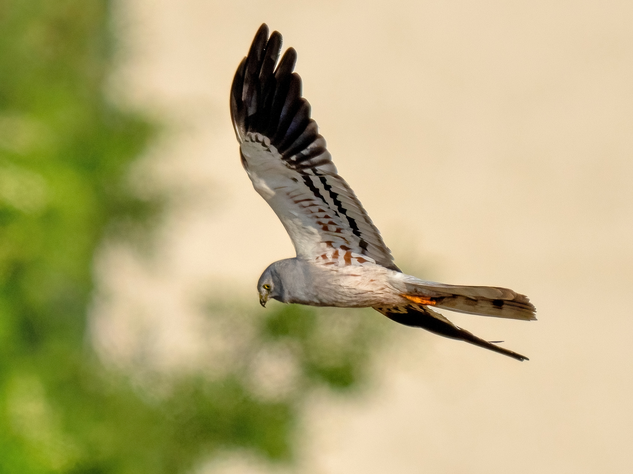 Montagu's Harrier (Circus pygargus) - male