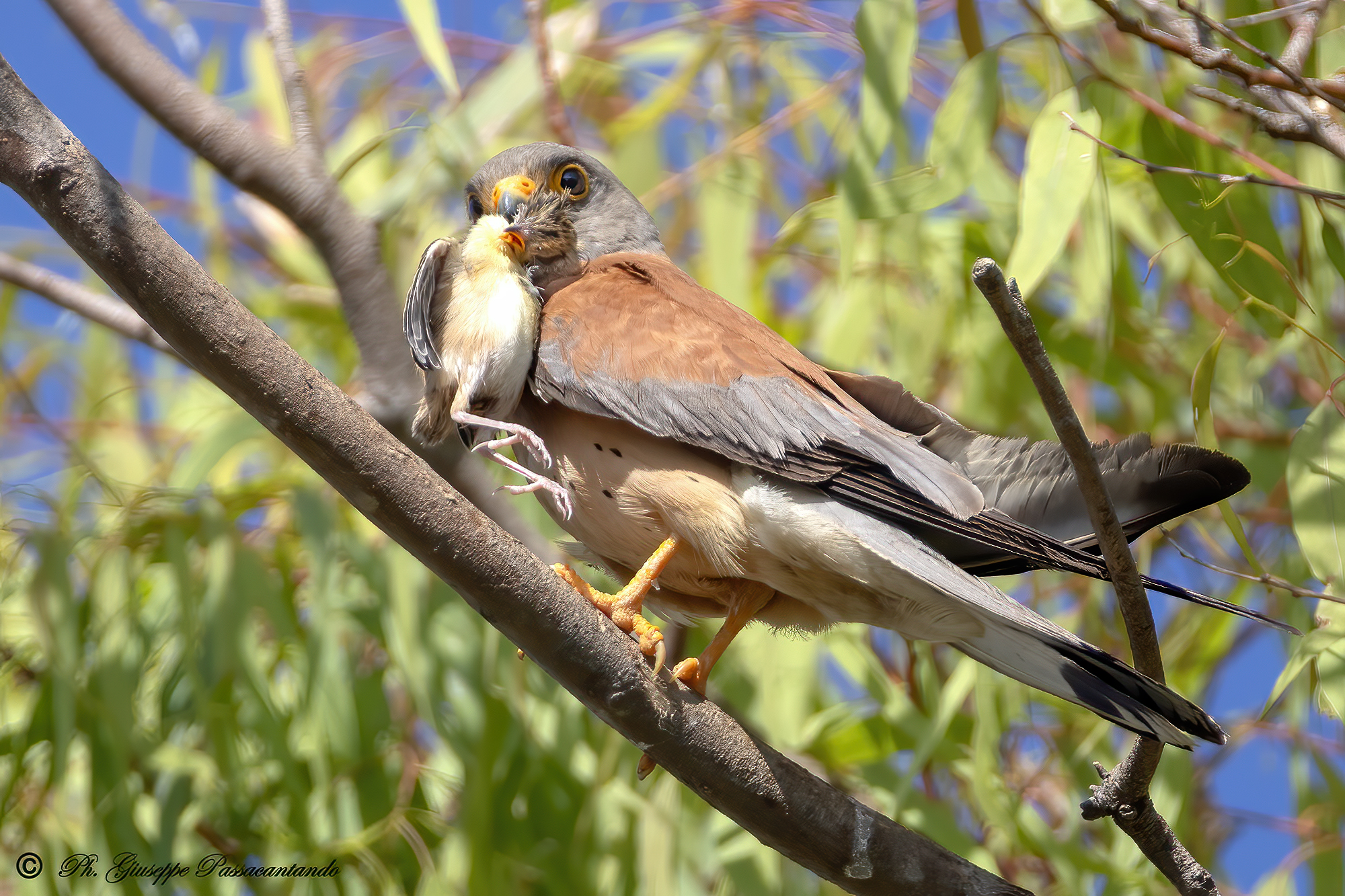 Male lesser kestrel with prey