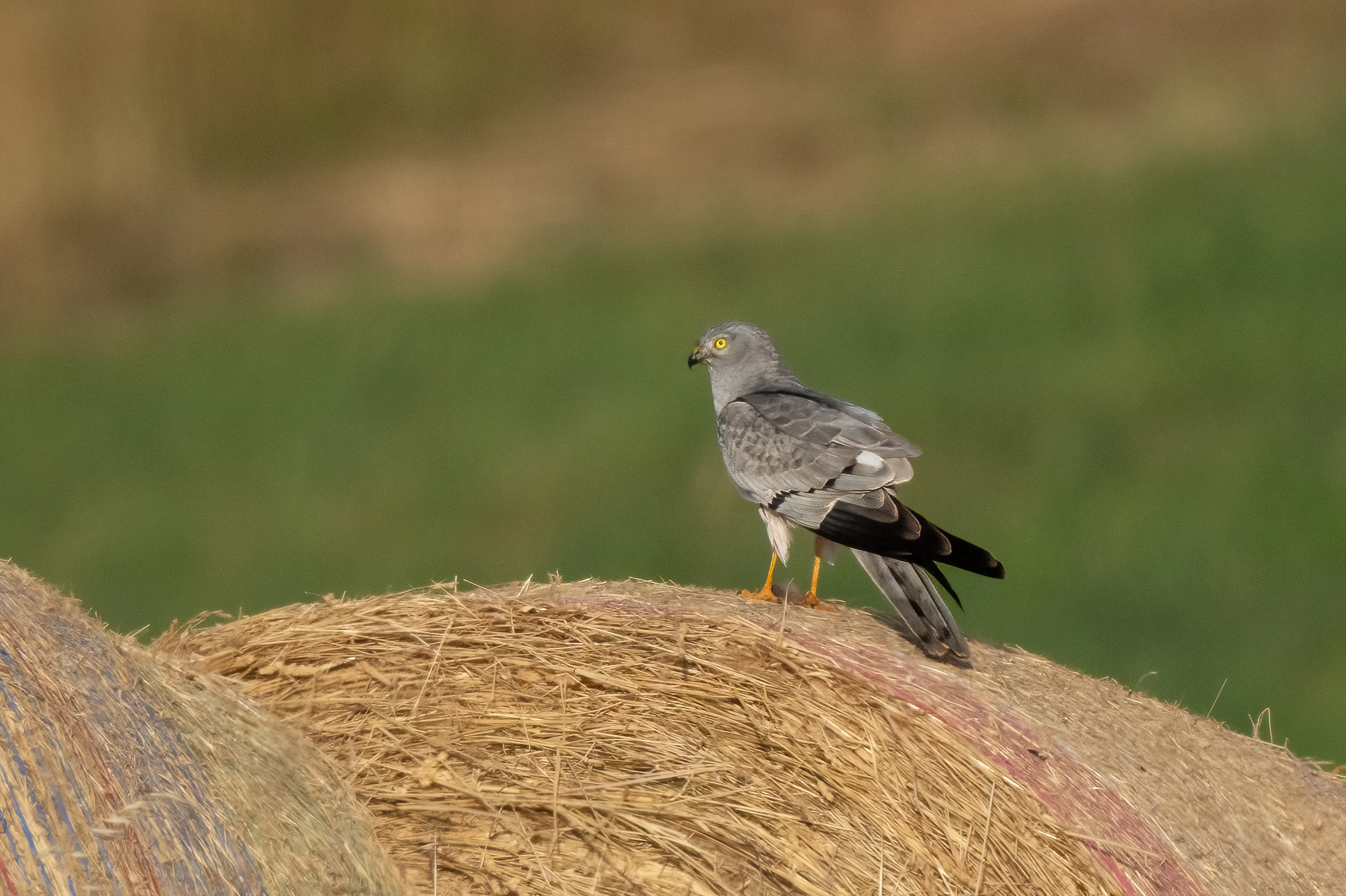 Montagu's Harrier (Circus pygargus) - male