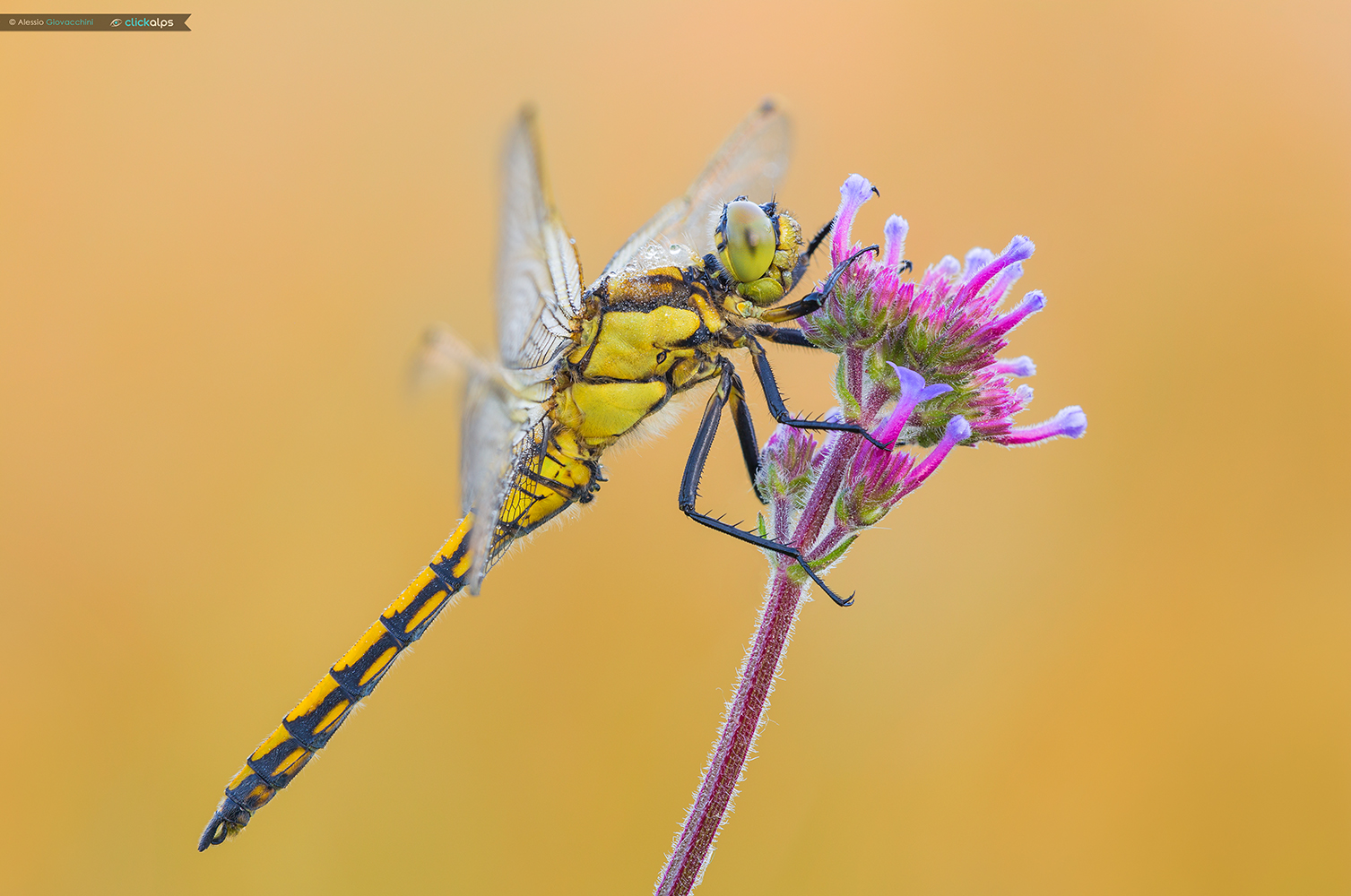 Orthetrum cancellatum