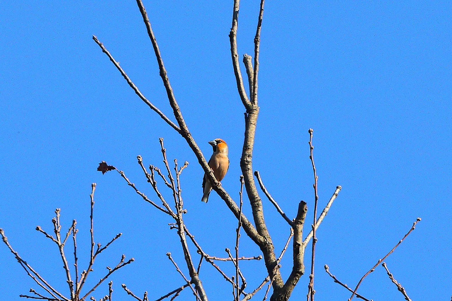 Frosone C 20 marzo 2025 - 0016