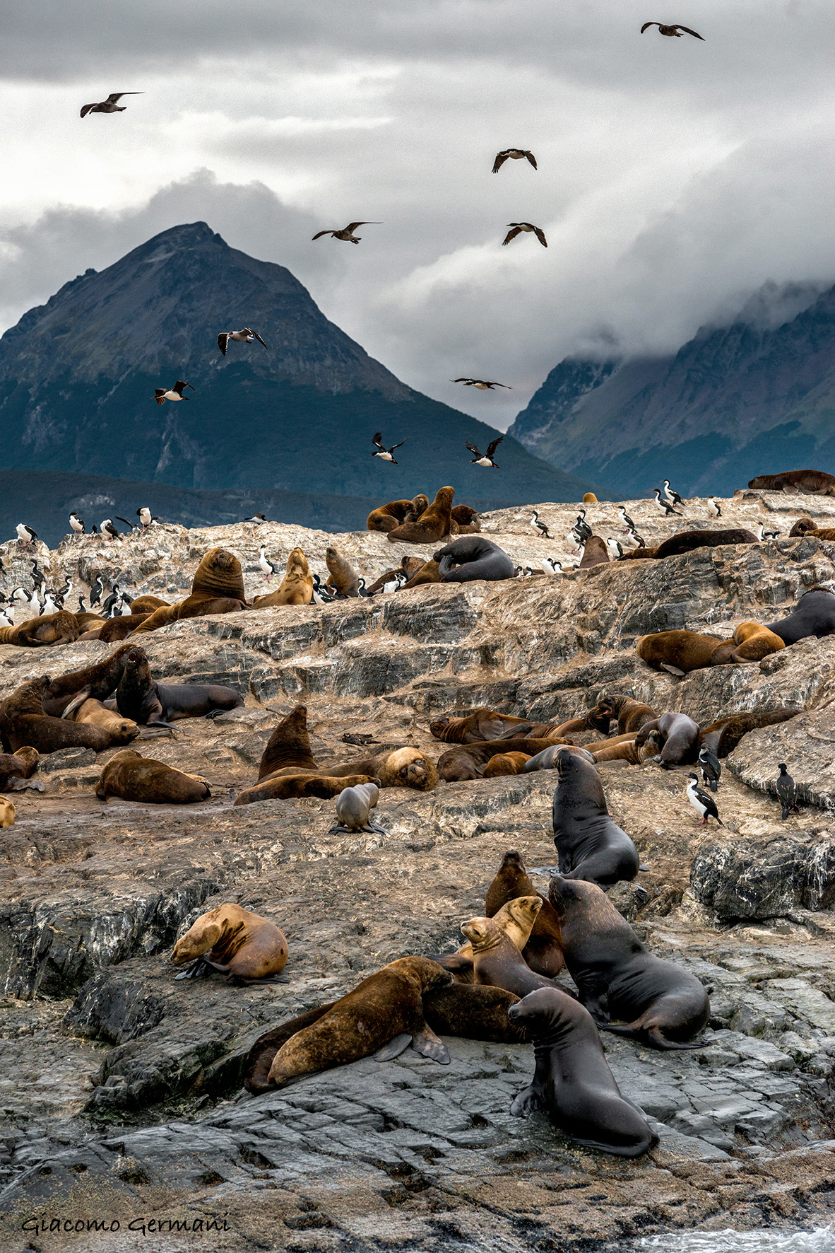 Sea Lions (Terra de Humos)