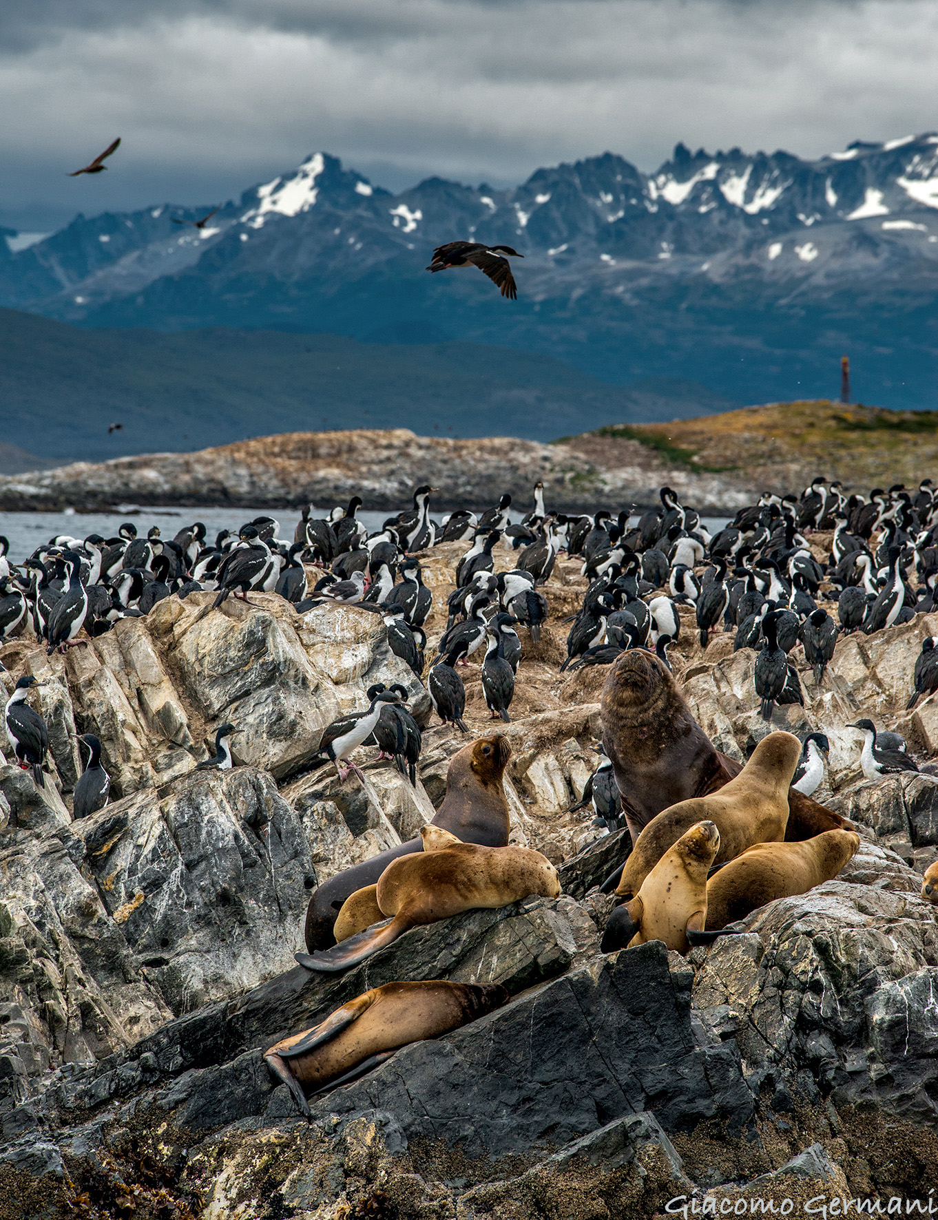 Sea Lions and Cormorants (Terra de Humos)