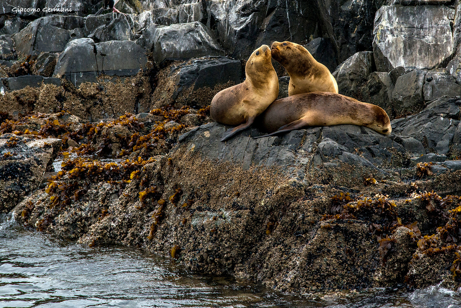 Sea Lion's Kiss (Terra de Humos)