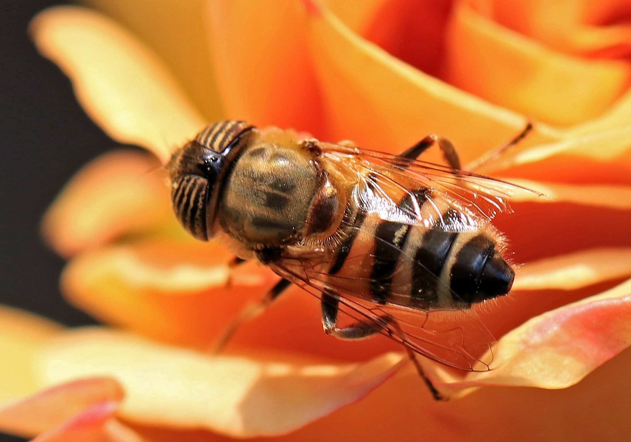 Hoverfly