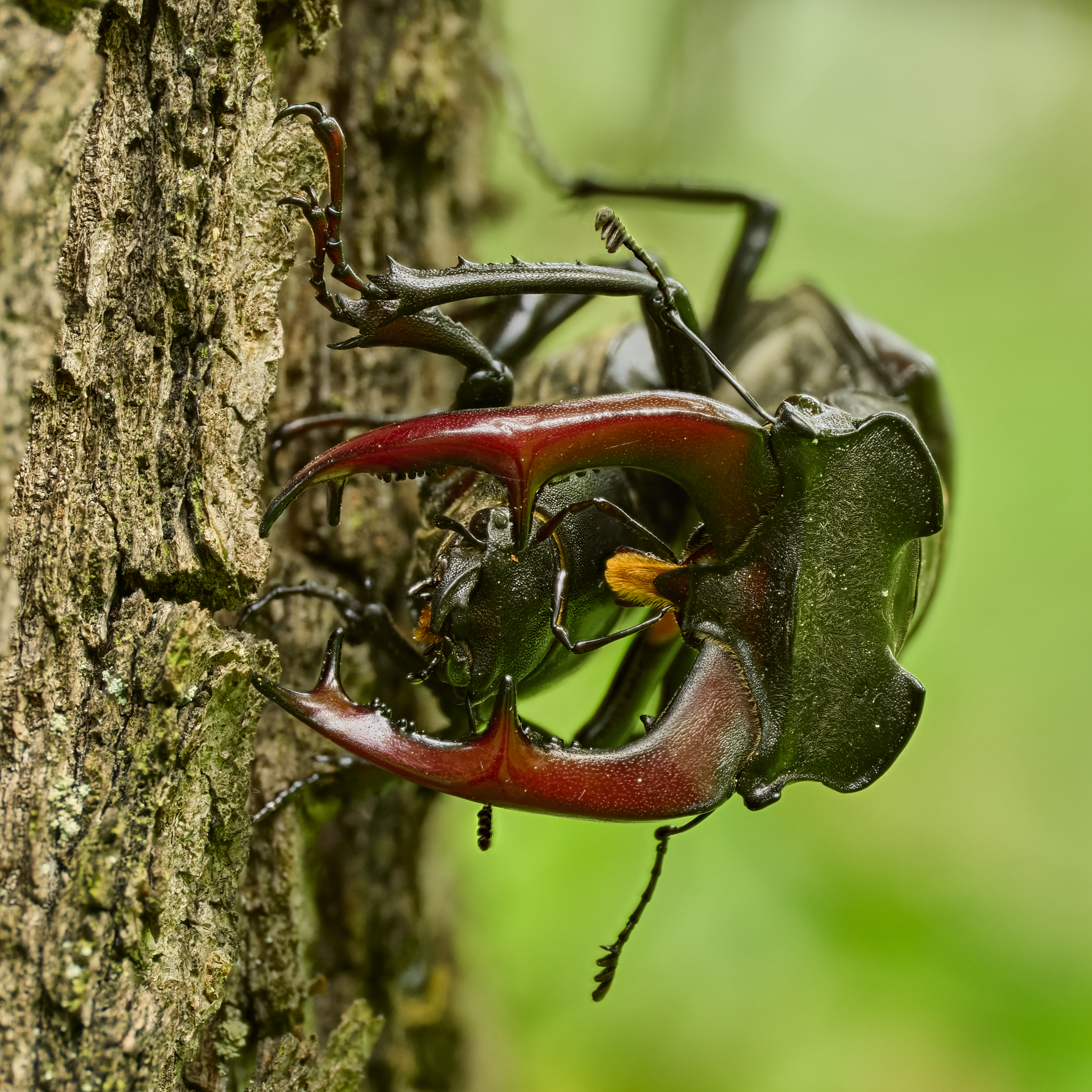 Lucanus cervus. Couple.