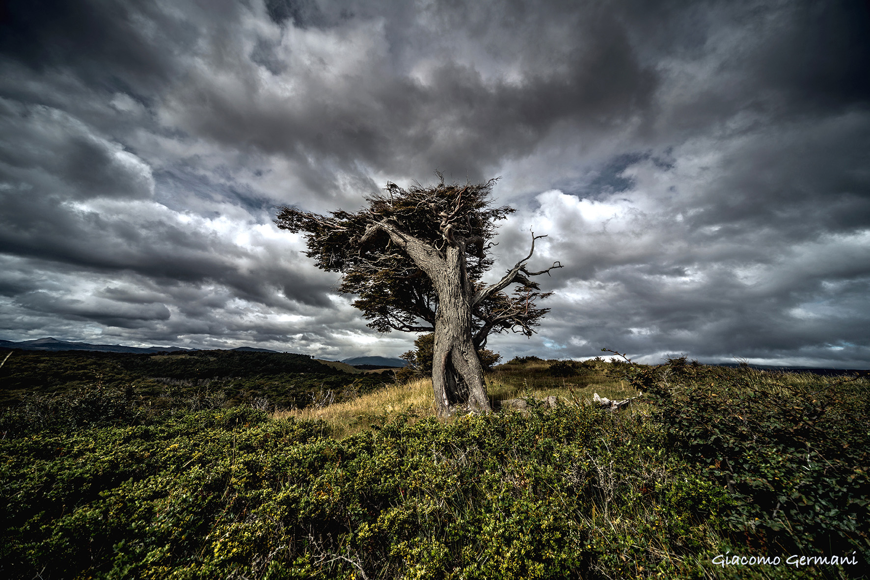 Arbol Bandera (Terra de Humos)