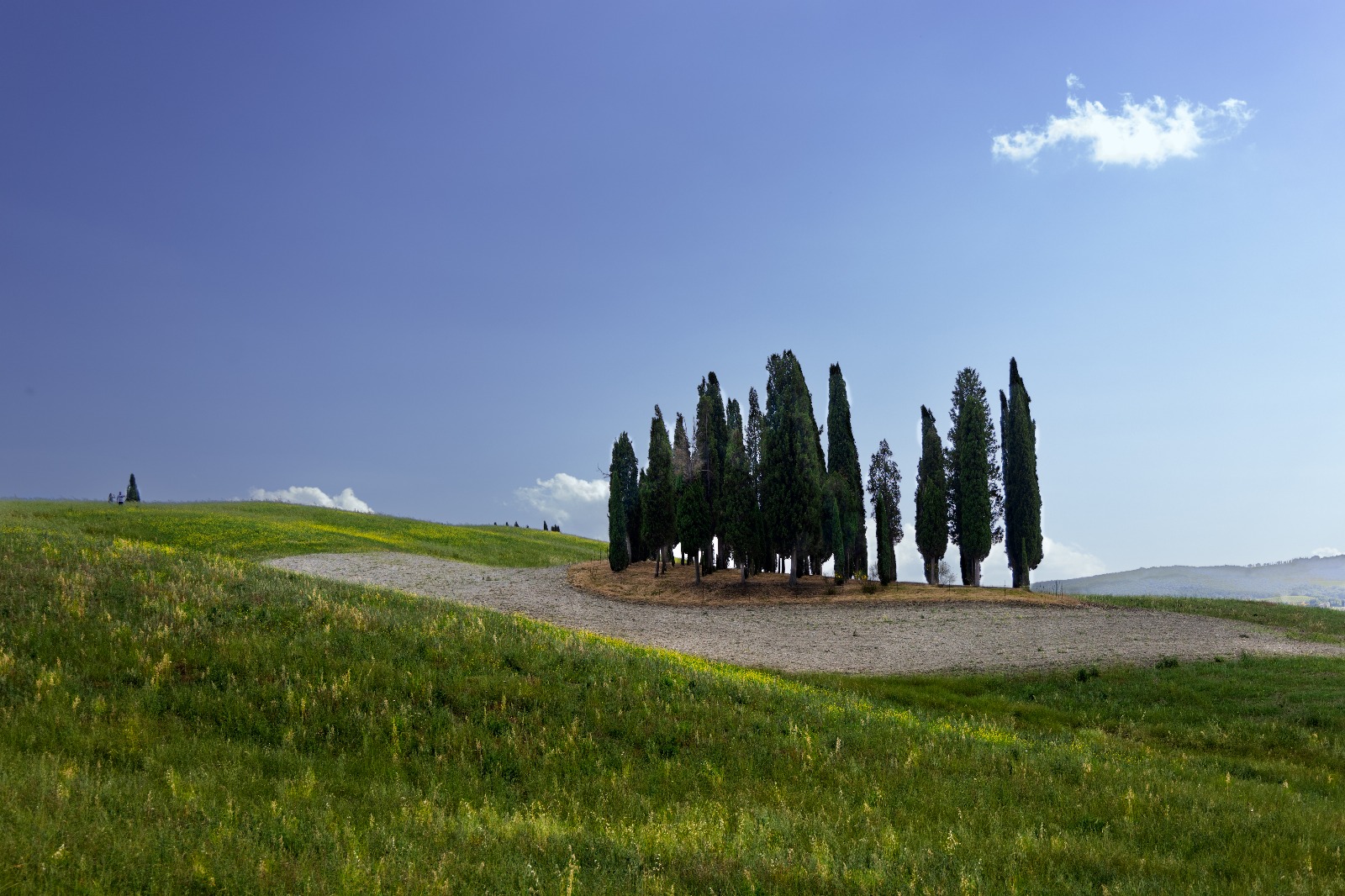 Cypress