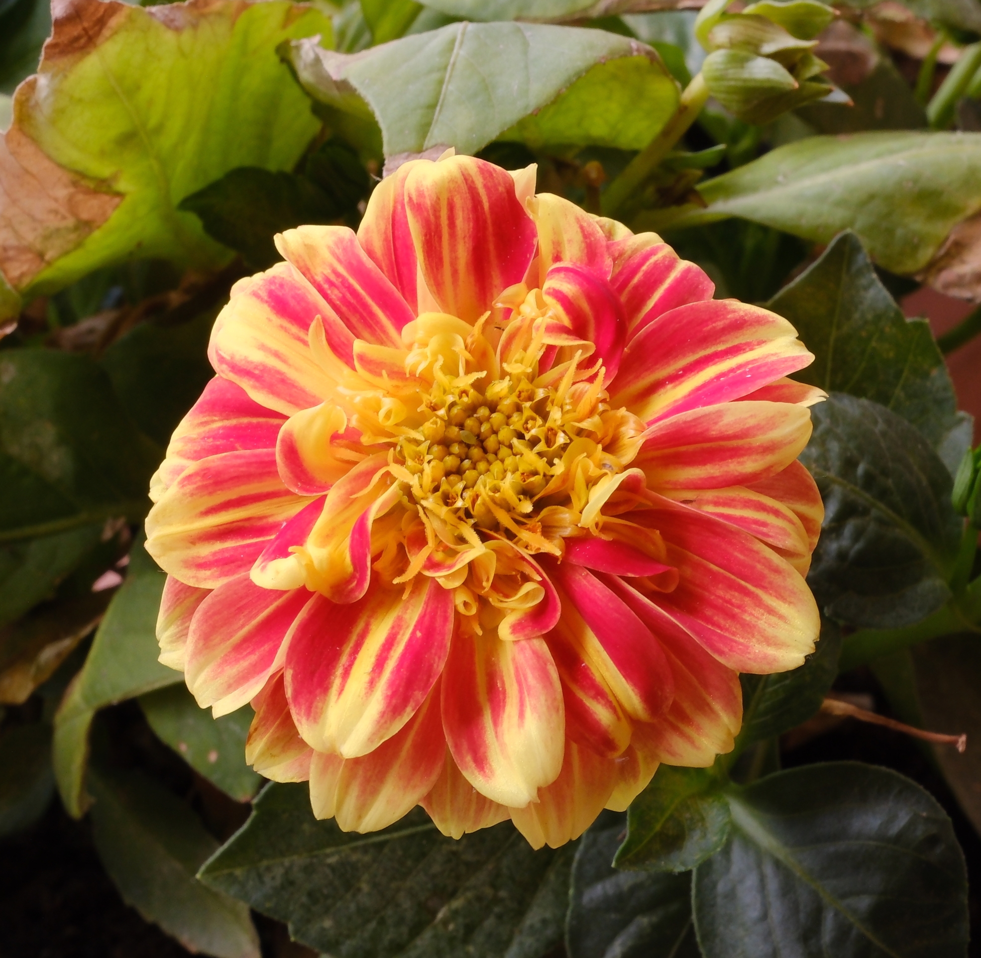 Dahlia a little faded