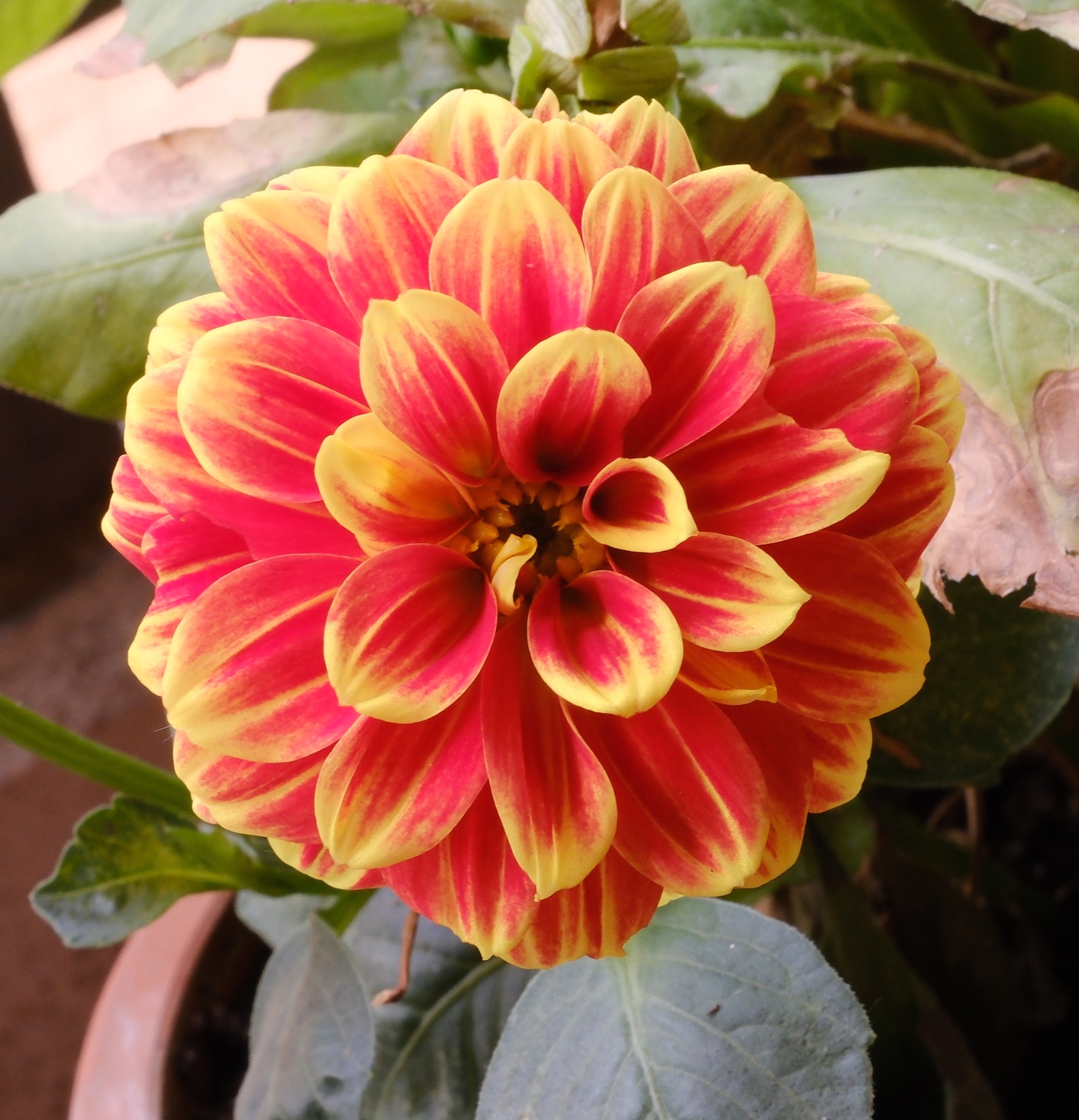 Dahlia in bloom