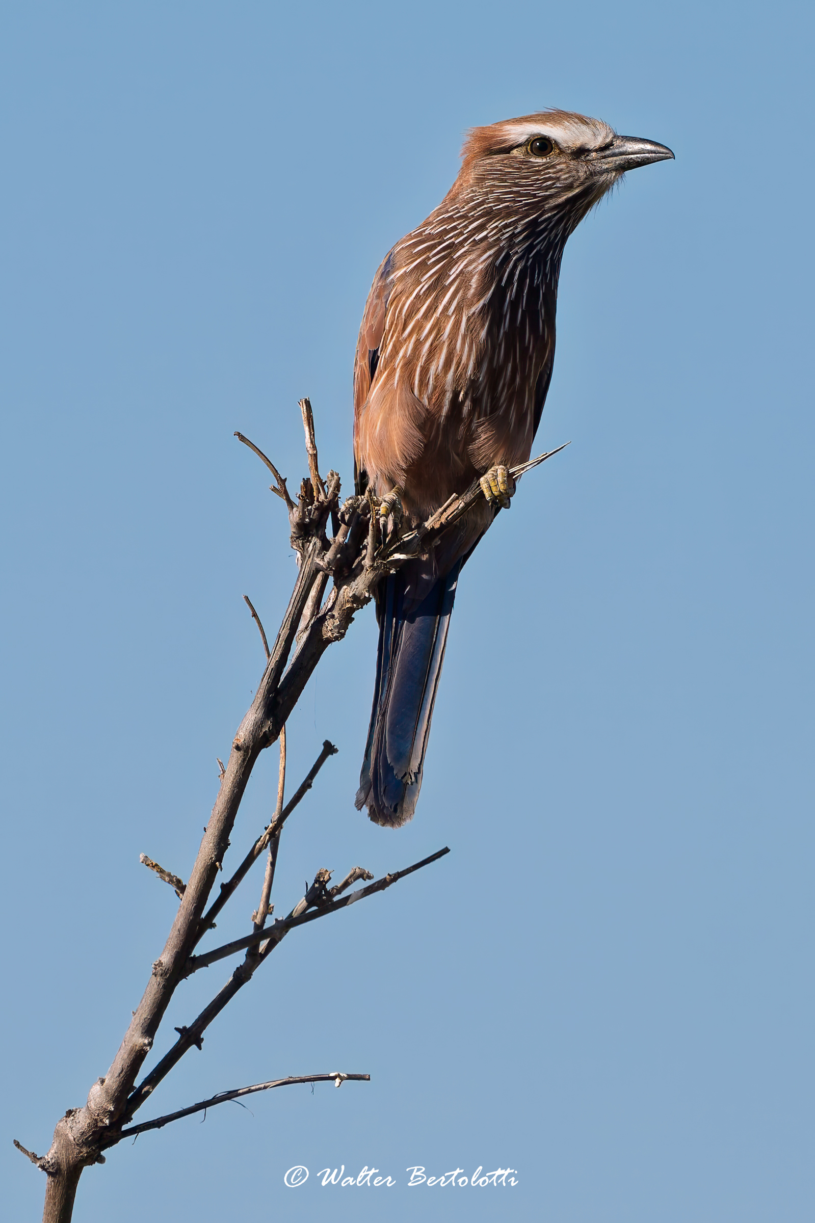 ghiandaia marina caporossiccio