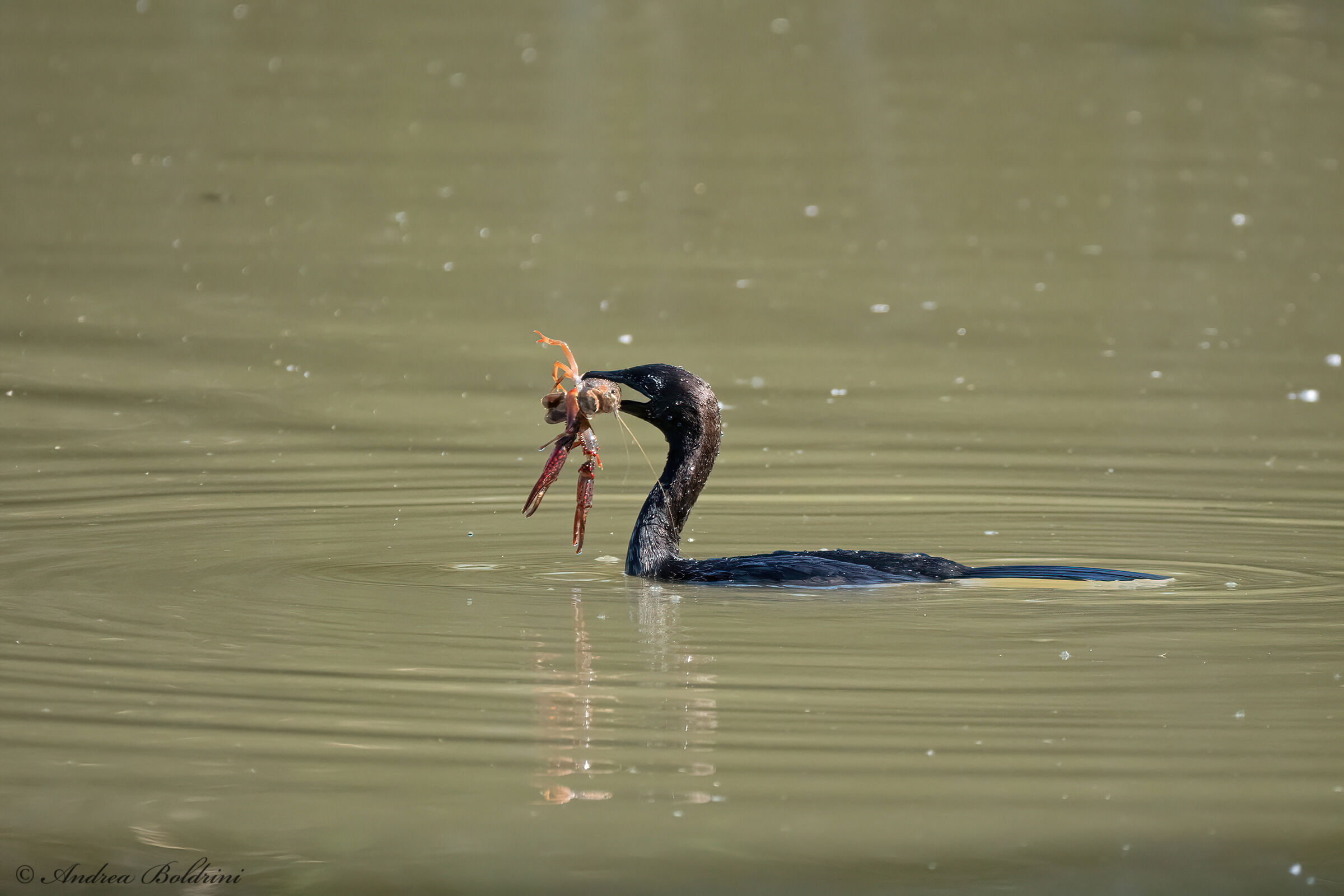Cormorant