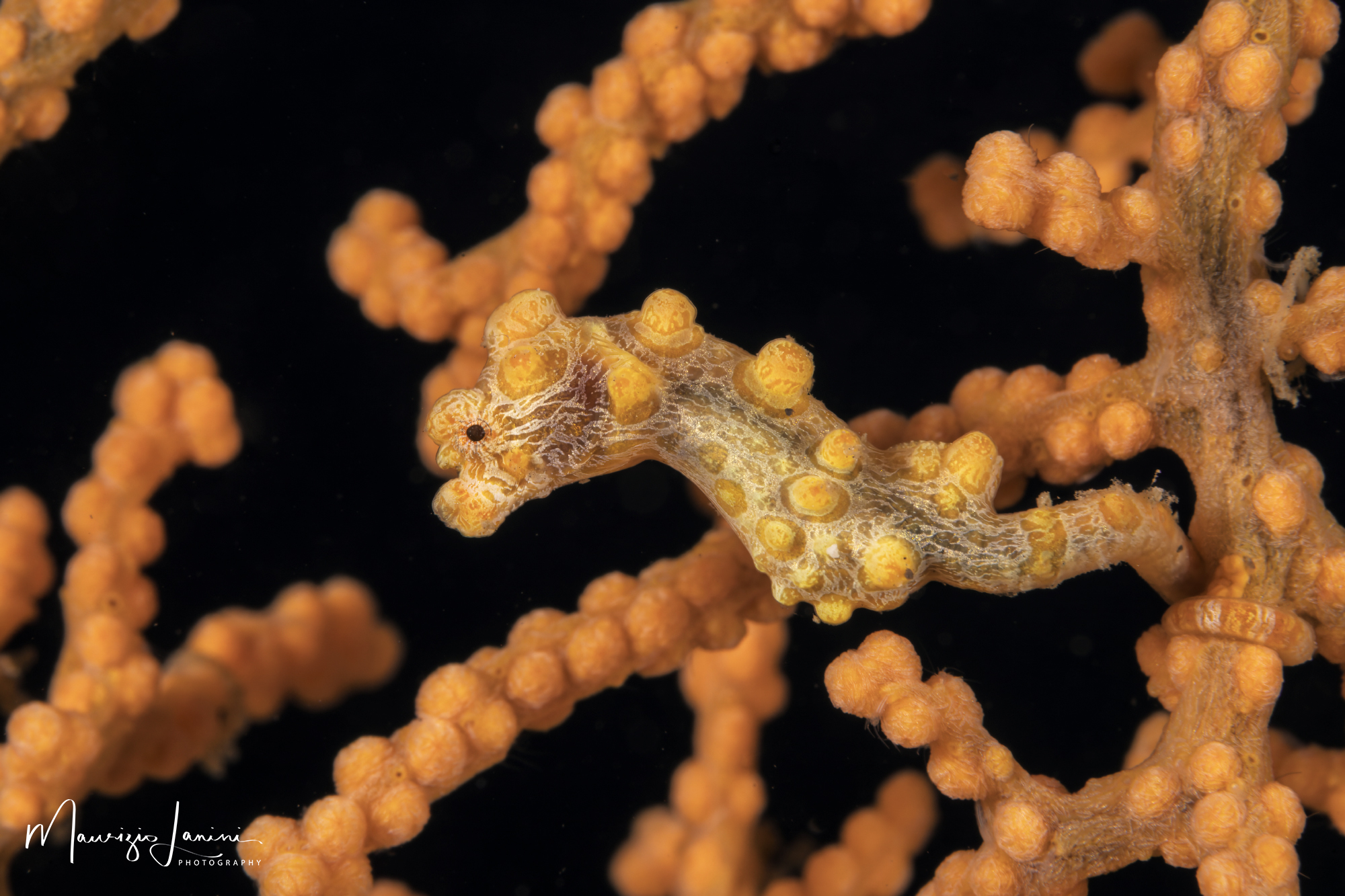 Pigmy sea horse giallo