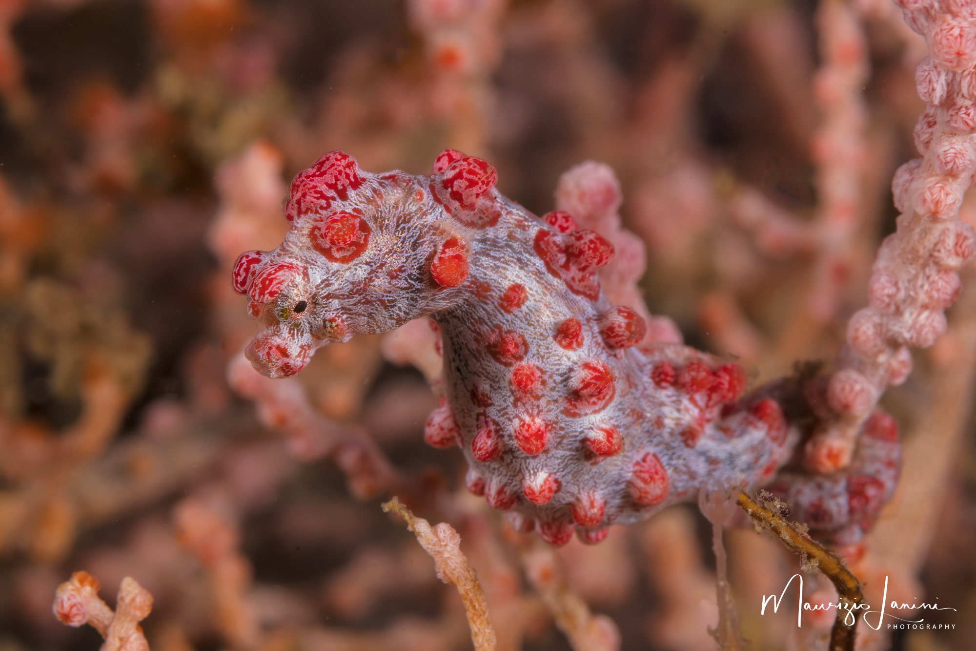 Red Pigmy Sea Horse
