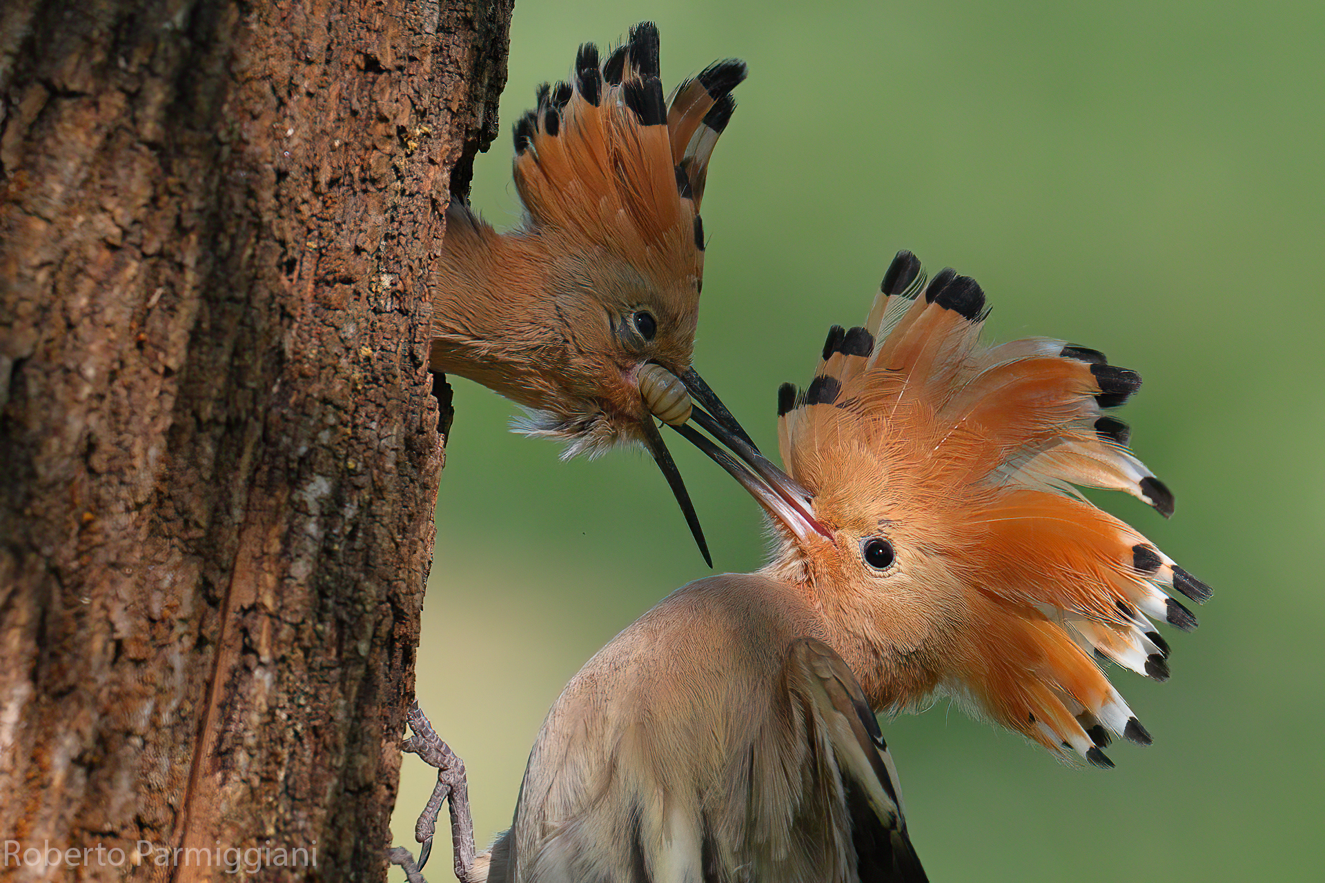 Hoopoe, close up