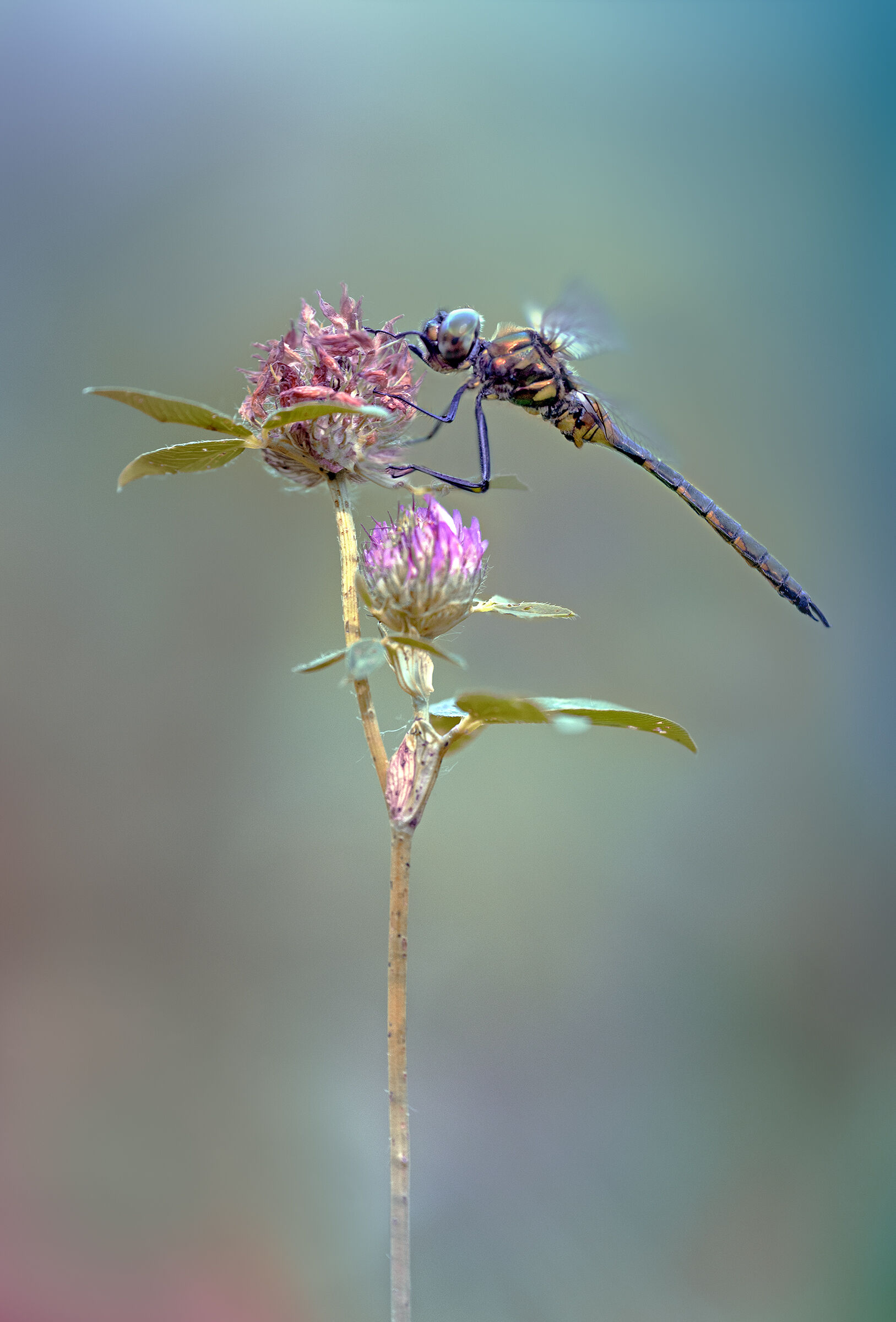 Somatochlora flavomaculata