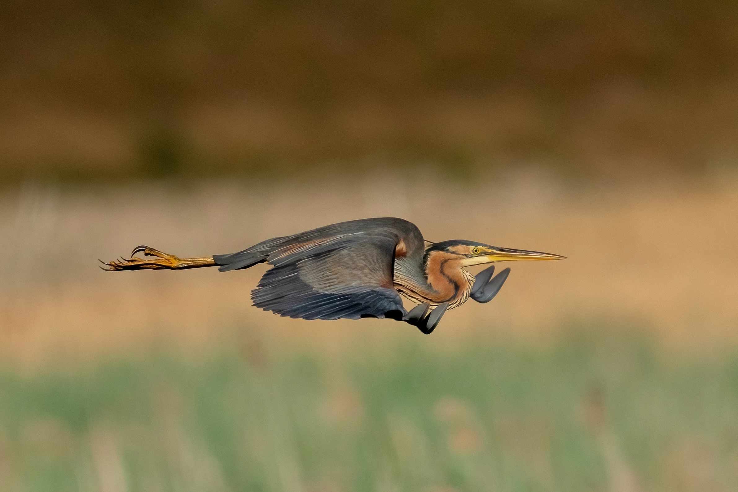 Purple heron (Ardea purpurea)