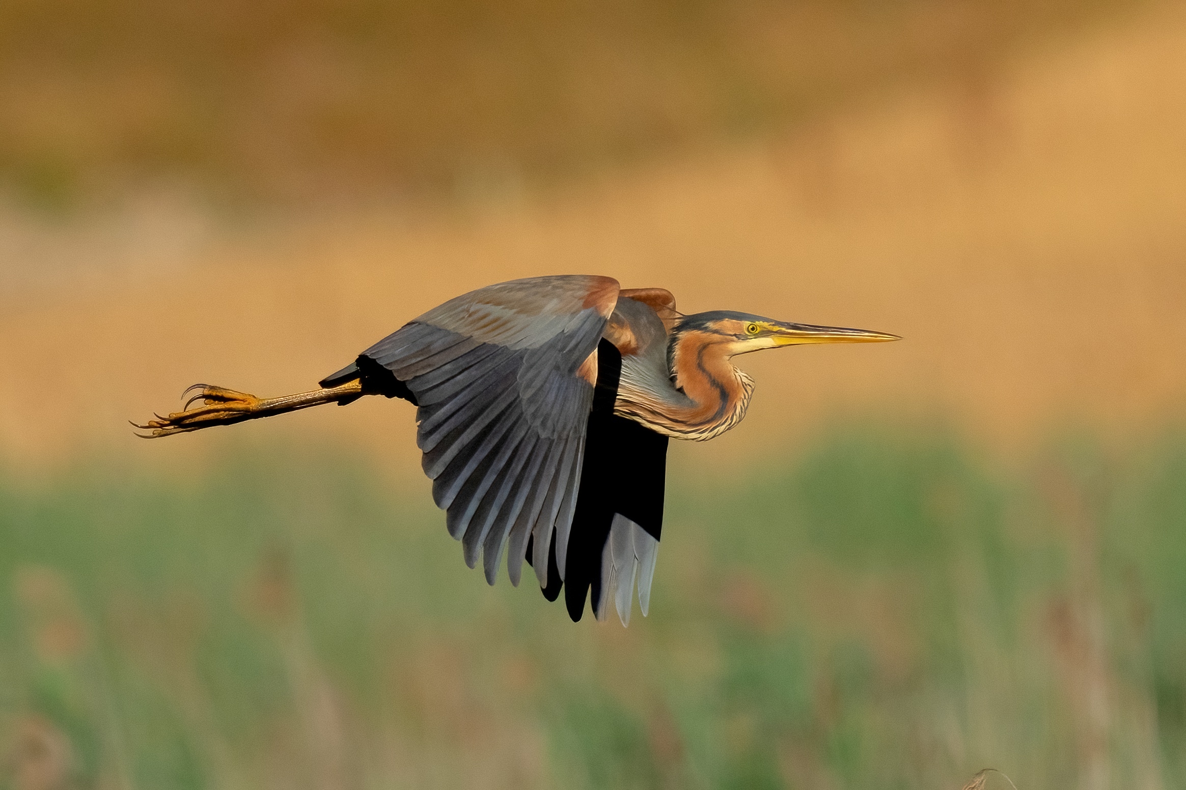 Airone rosso (Ardea purpurea)