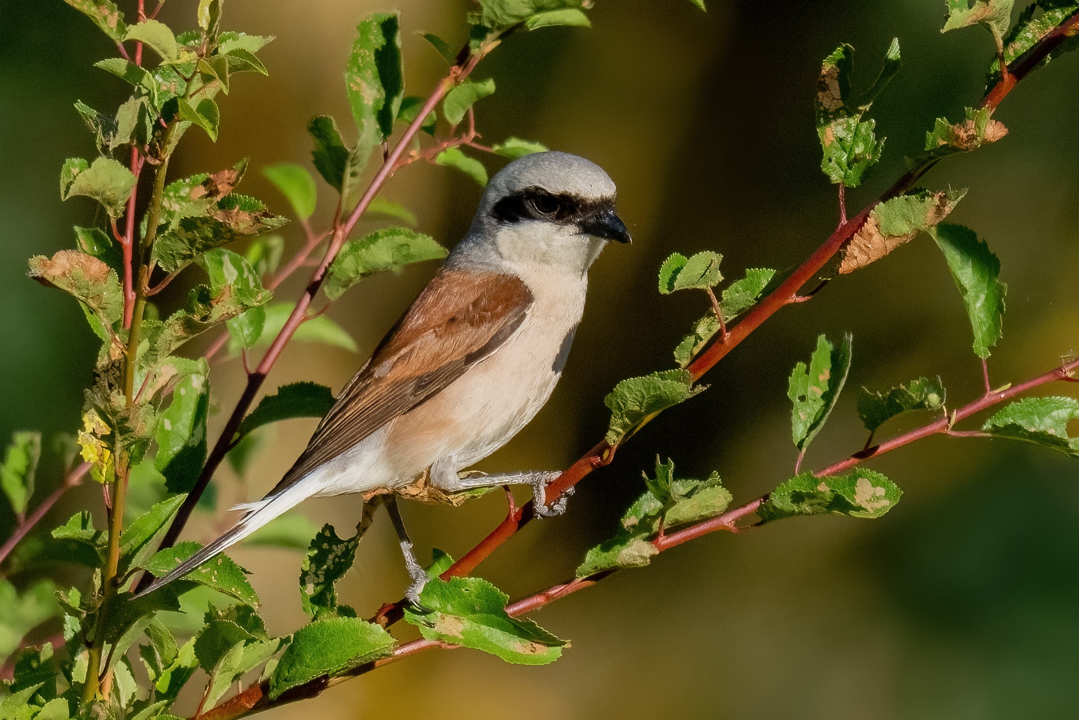 Averla piccola (Lanius collurio)