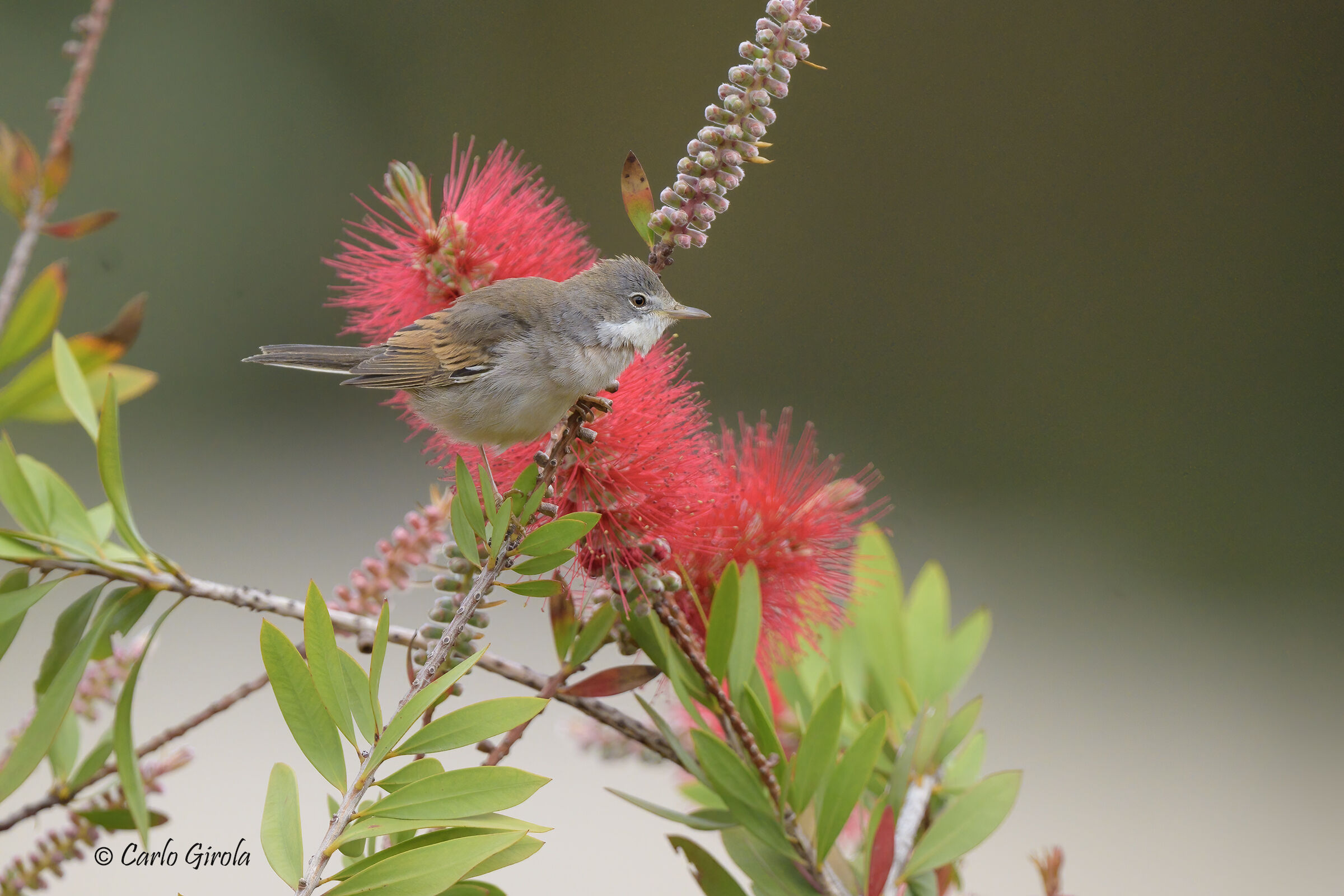 Sterpazzola (Sylvia communis)