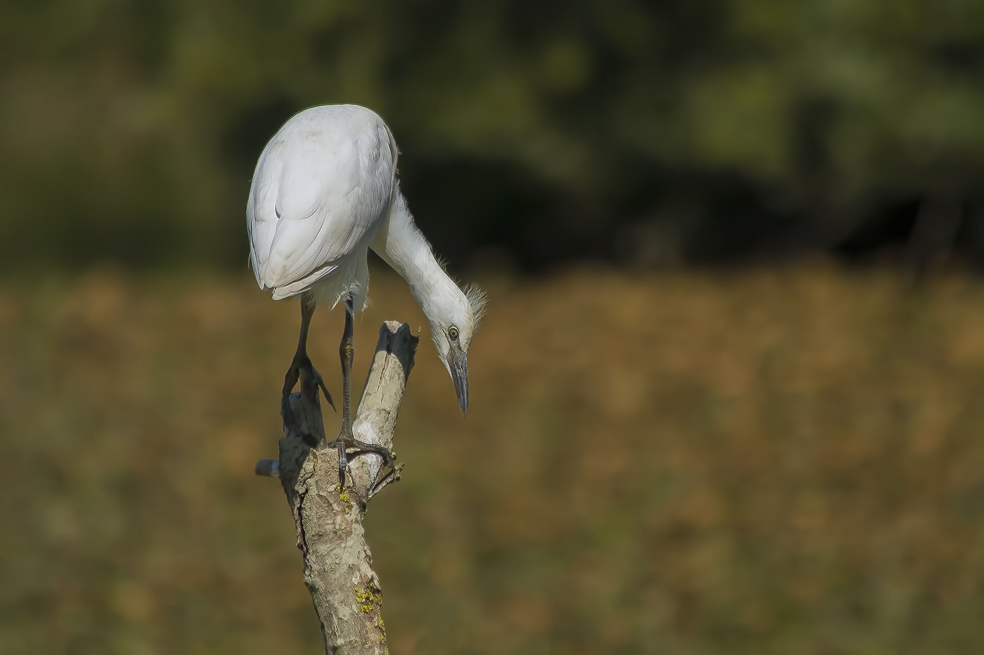 Cattle Egret.