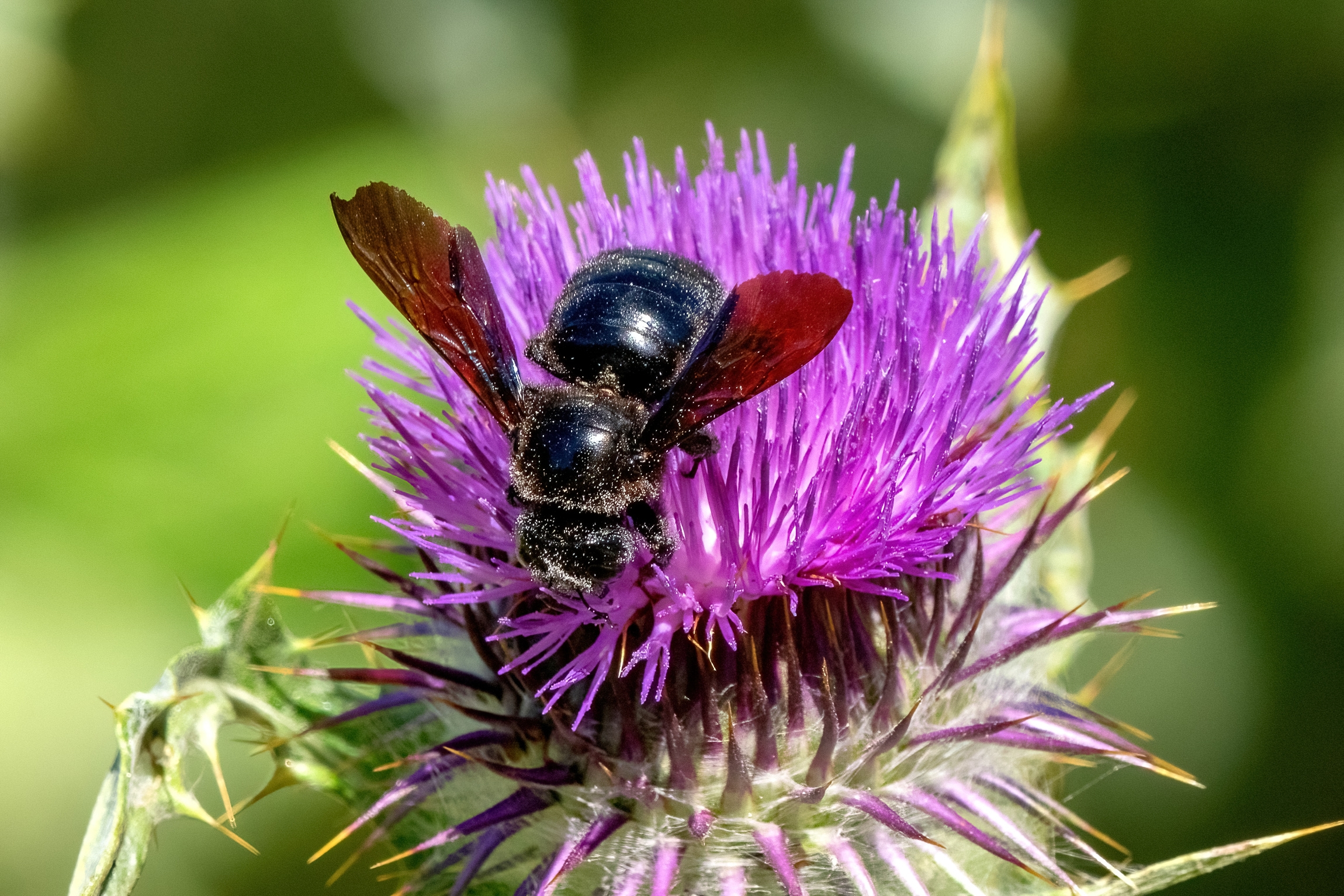 Woodcutter bee (Xylocopa violacea)