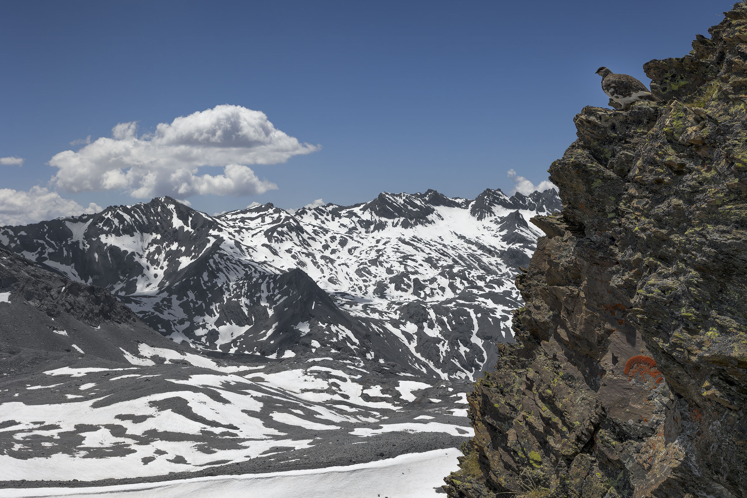 la regina del mimetismo