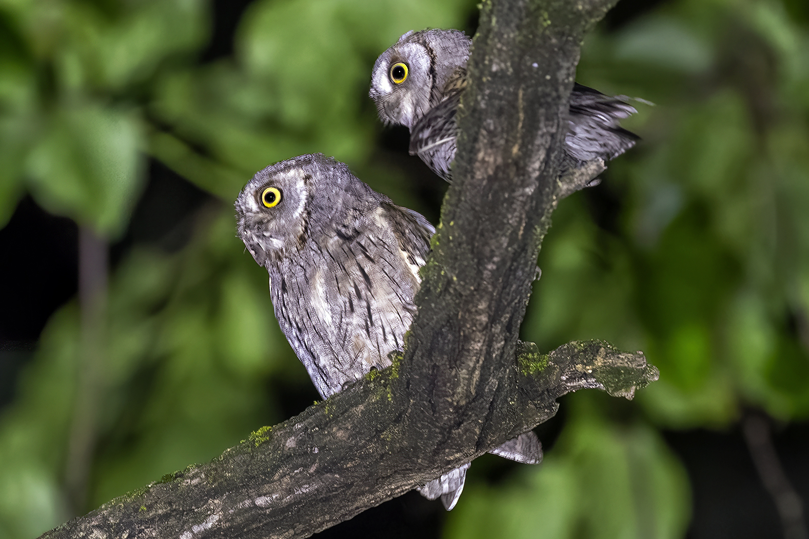 Scops Owl Torque