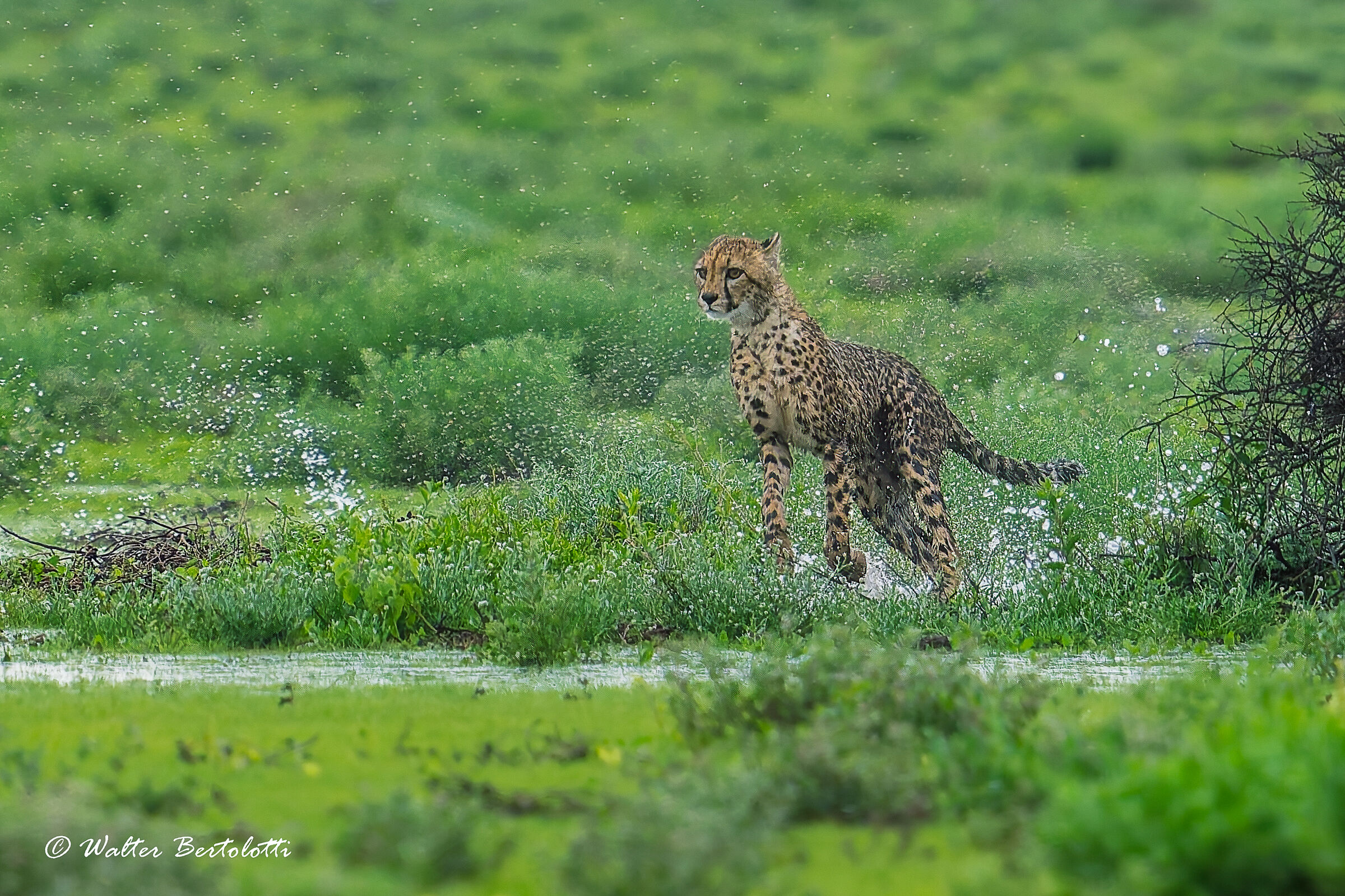 spensierata gioventù