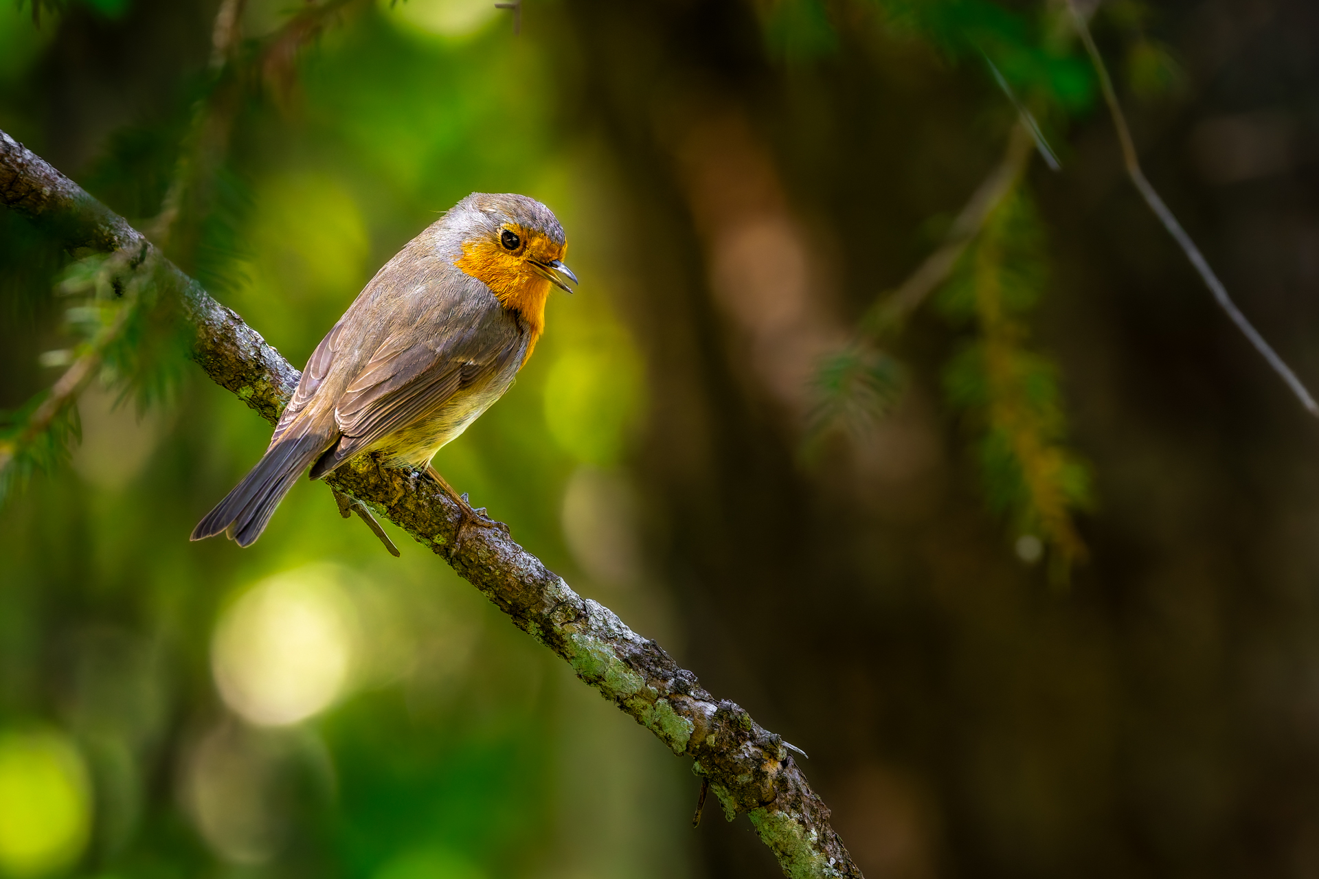 Pettirosso al lago di Carezza