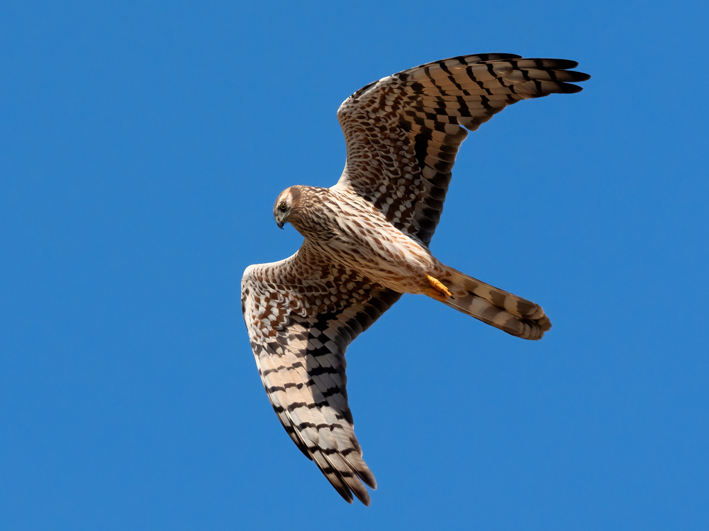 Montagu's Harrier (Circus pygargus) - female