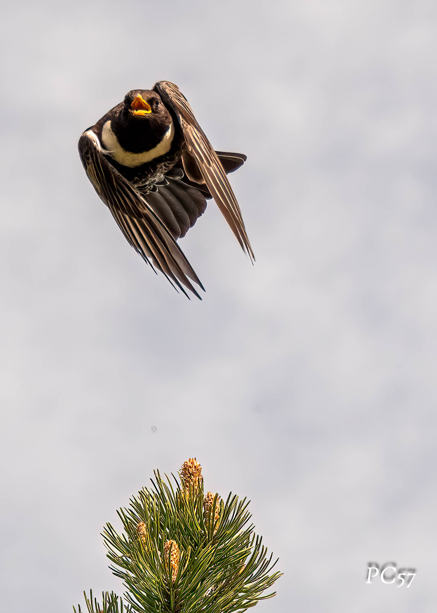Merlo dal Collare - Alpi bresciane Bagolino
