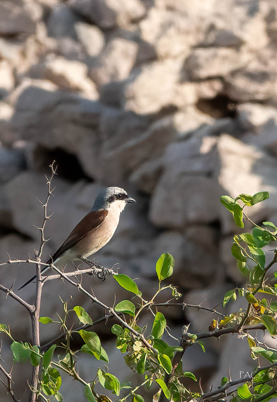 Averla piccola - Isola di Pag - Croazia