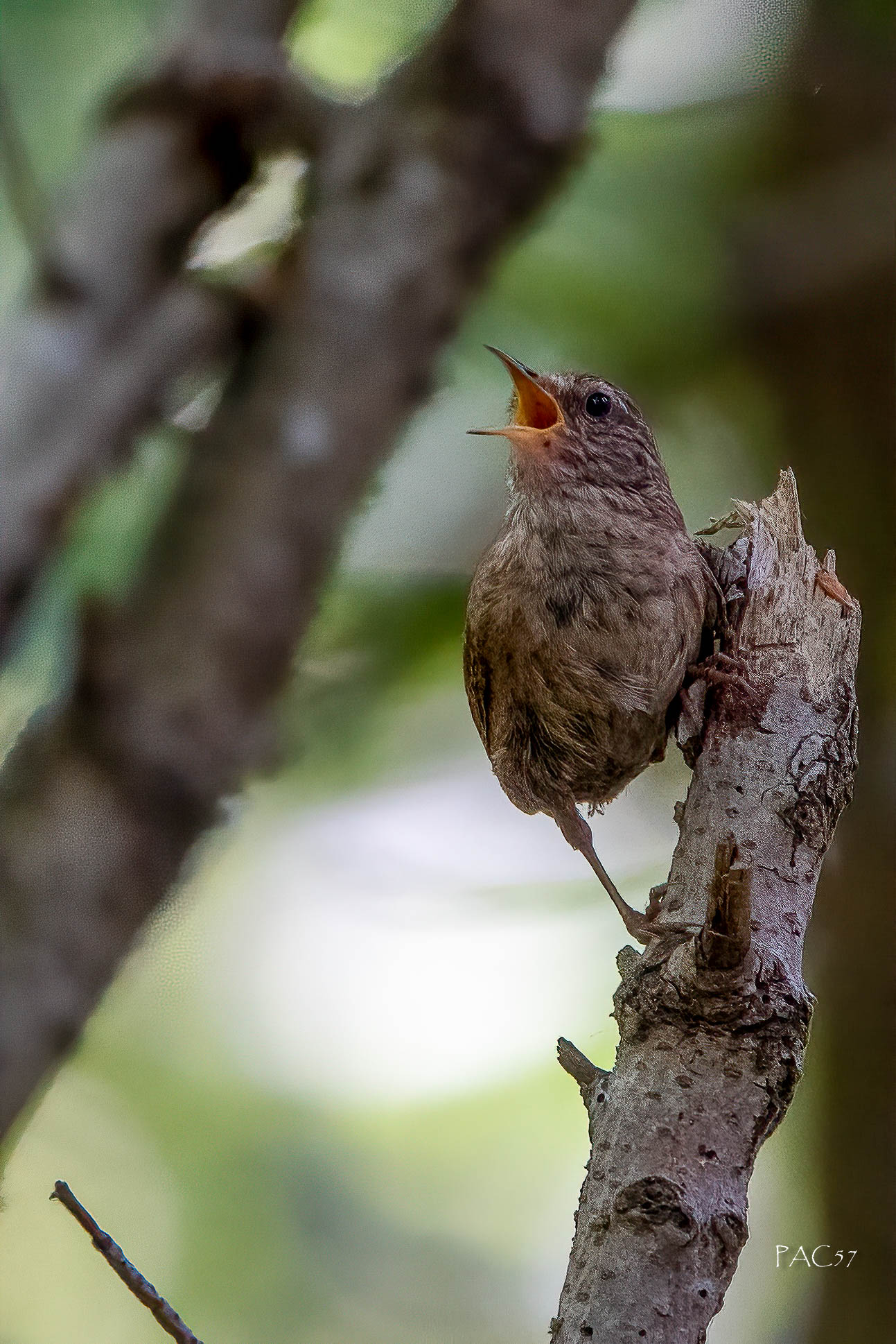 Scricciolo - Circonio lago - Slovenia