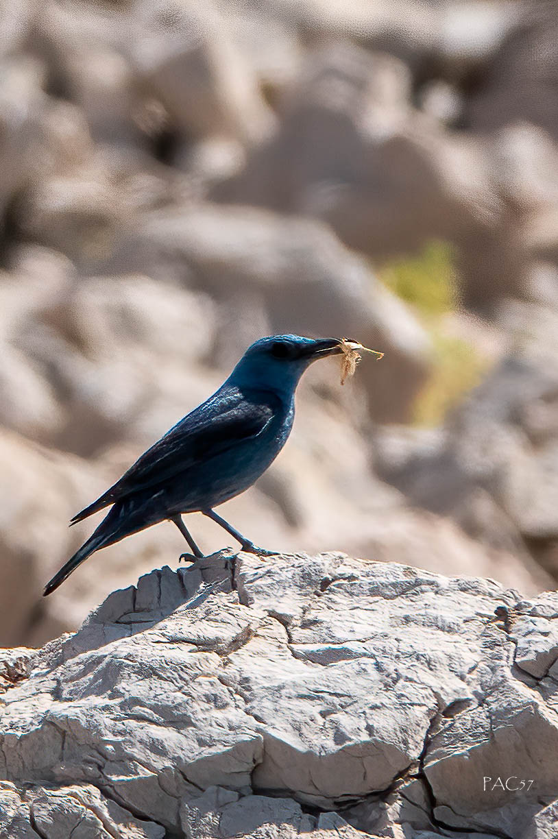 Passero solitario - Croazia - isola di Pag