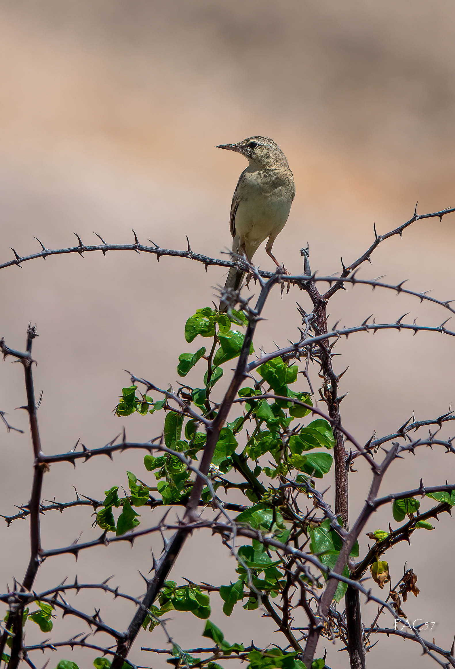 Calandro - Croazia - isola di Pag