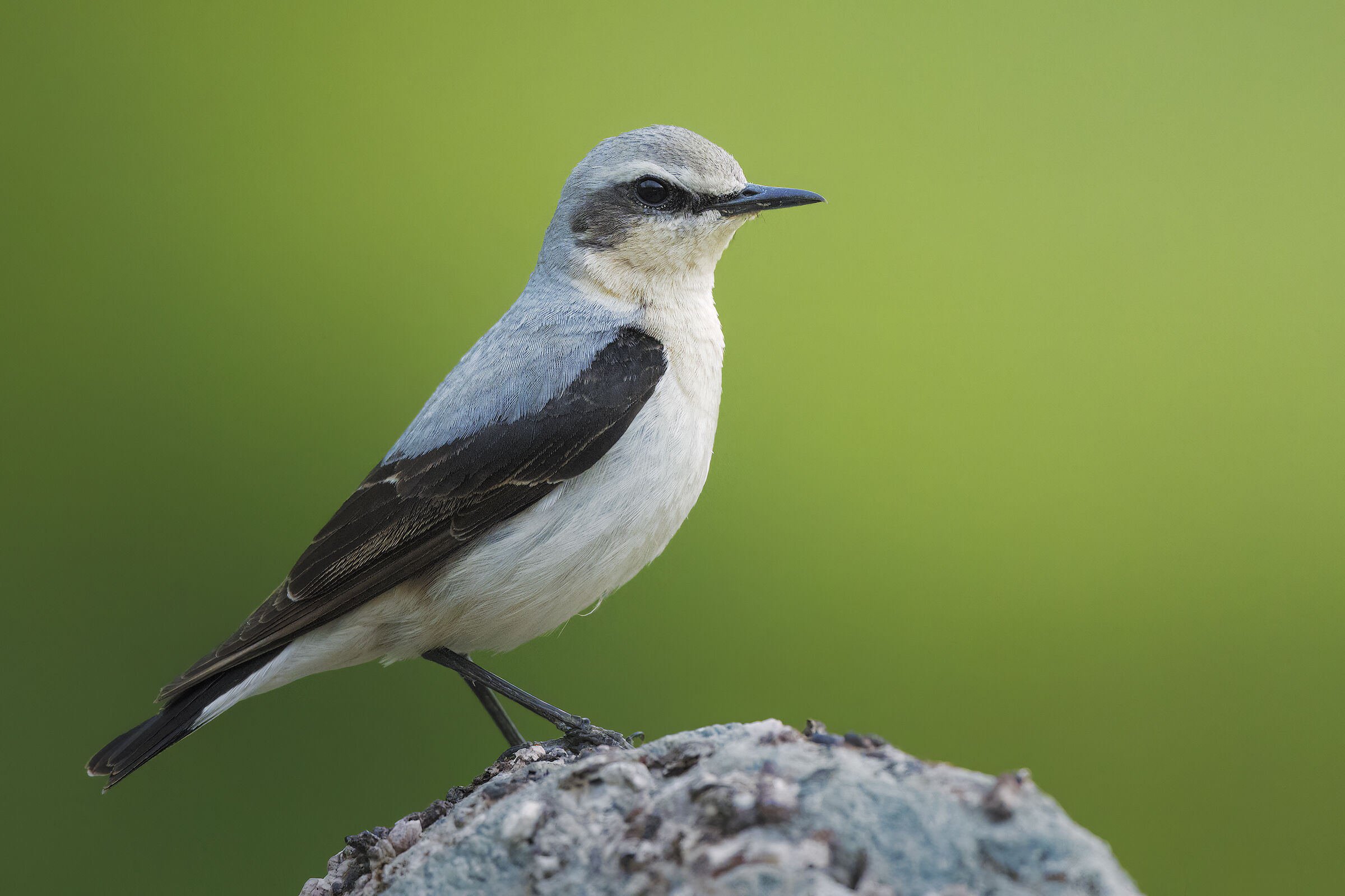 Northern wheatear