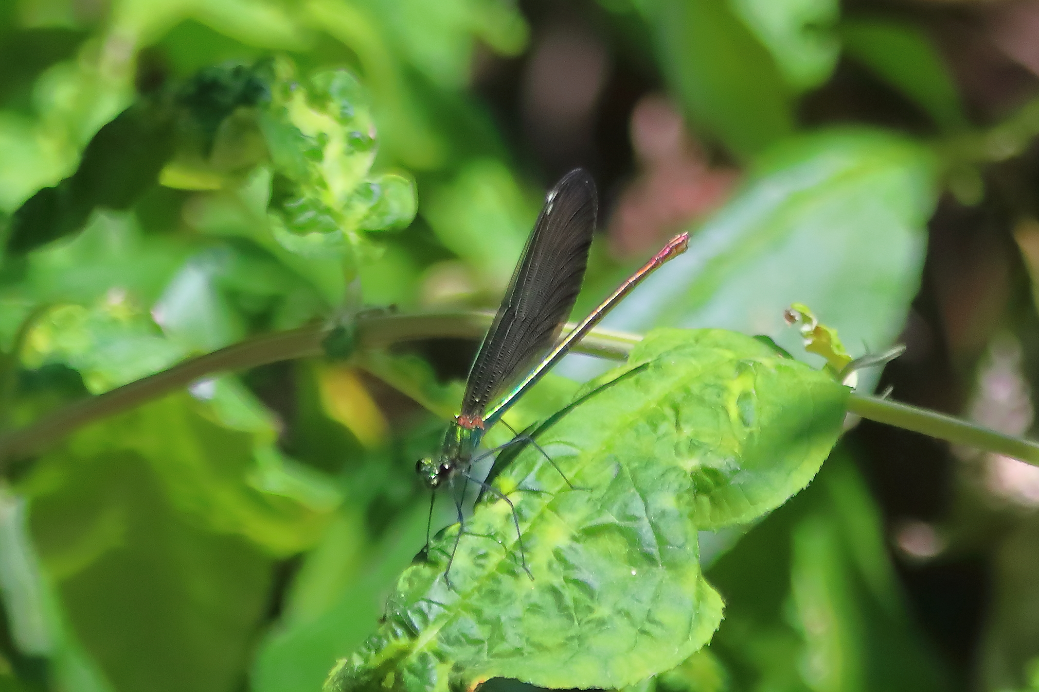 Libellula 24 giugno 2025 - 0010