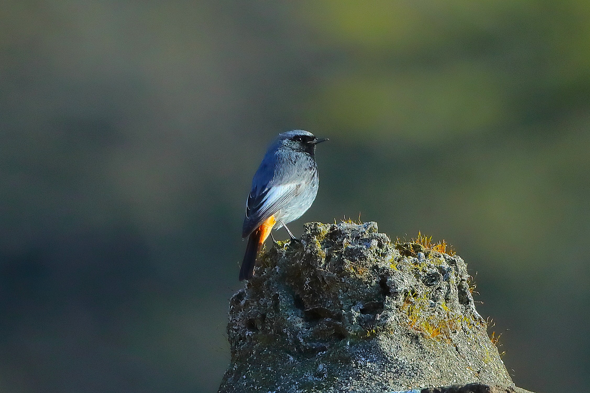 Codirosso S M 20 marzo 2025 - 0003