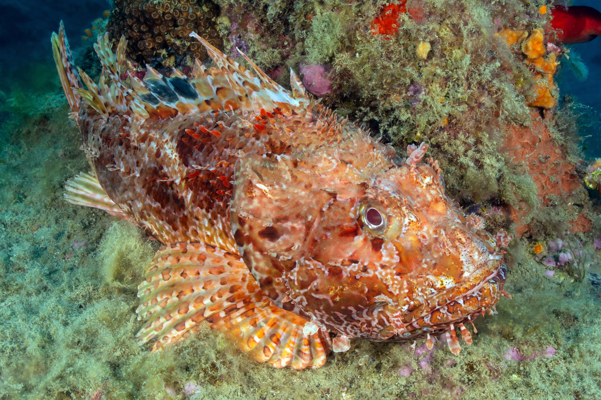 Scorpionfish