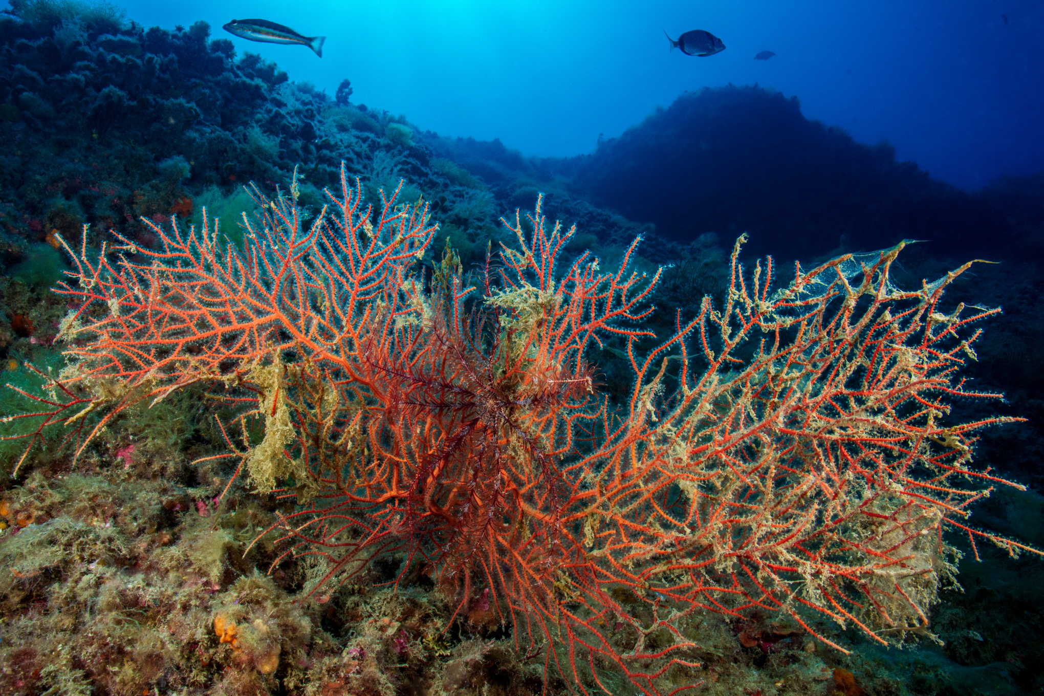 Gorgonian with crinoid