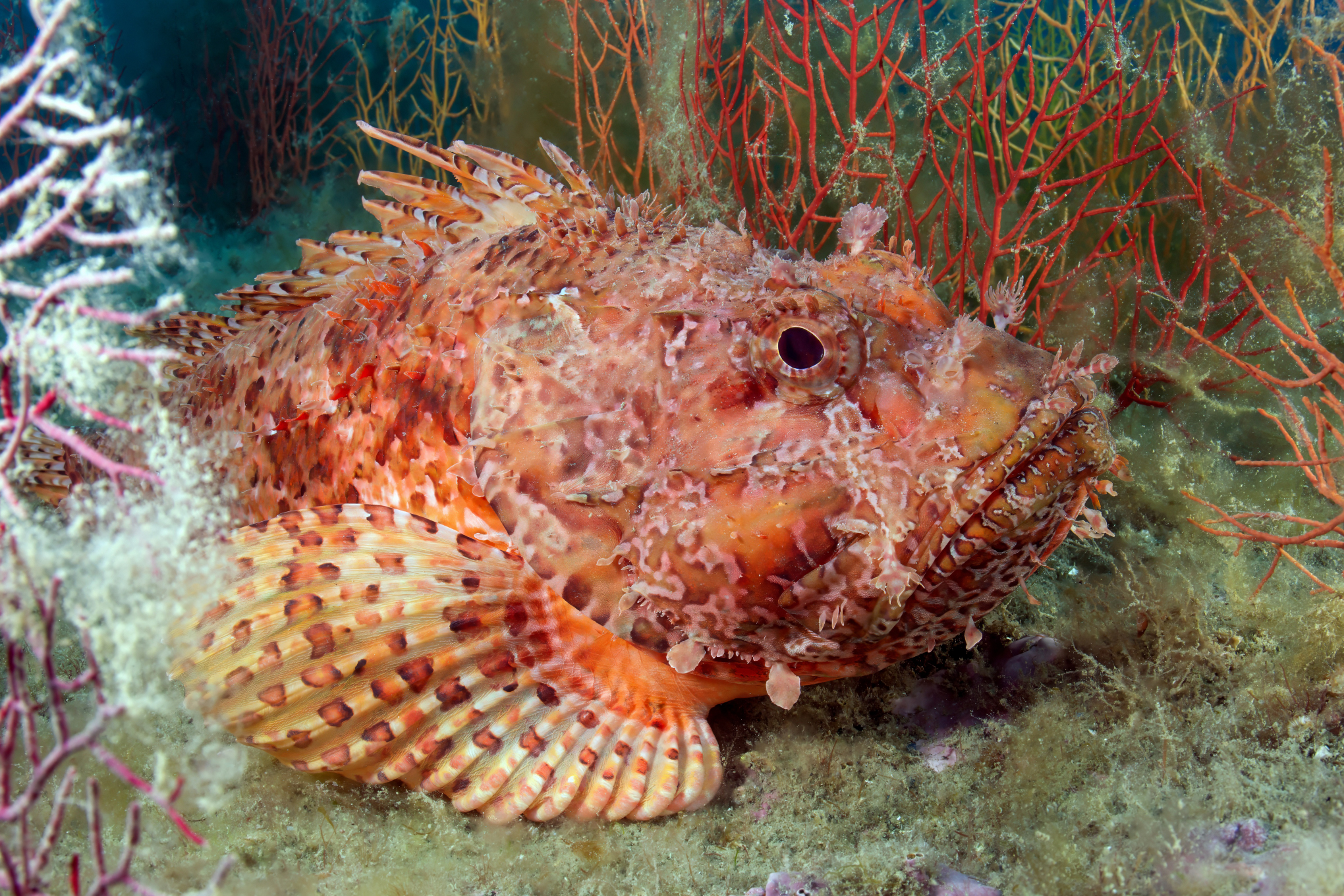 Scorpionfish