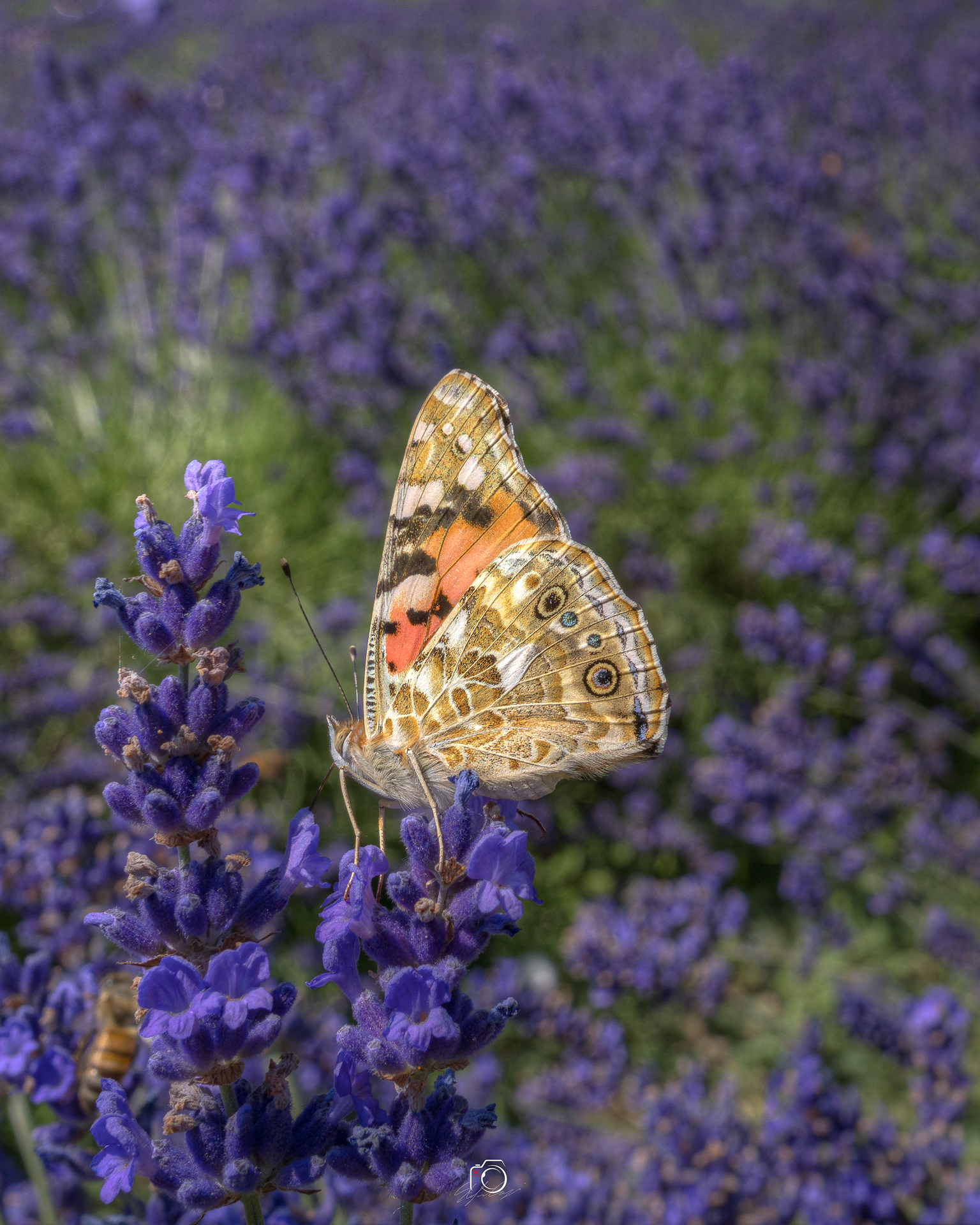 Vanessa of the thistle in the lavender of Vendersi