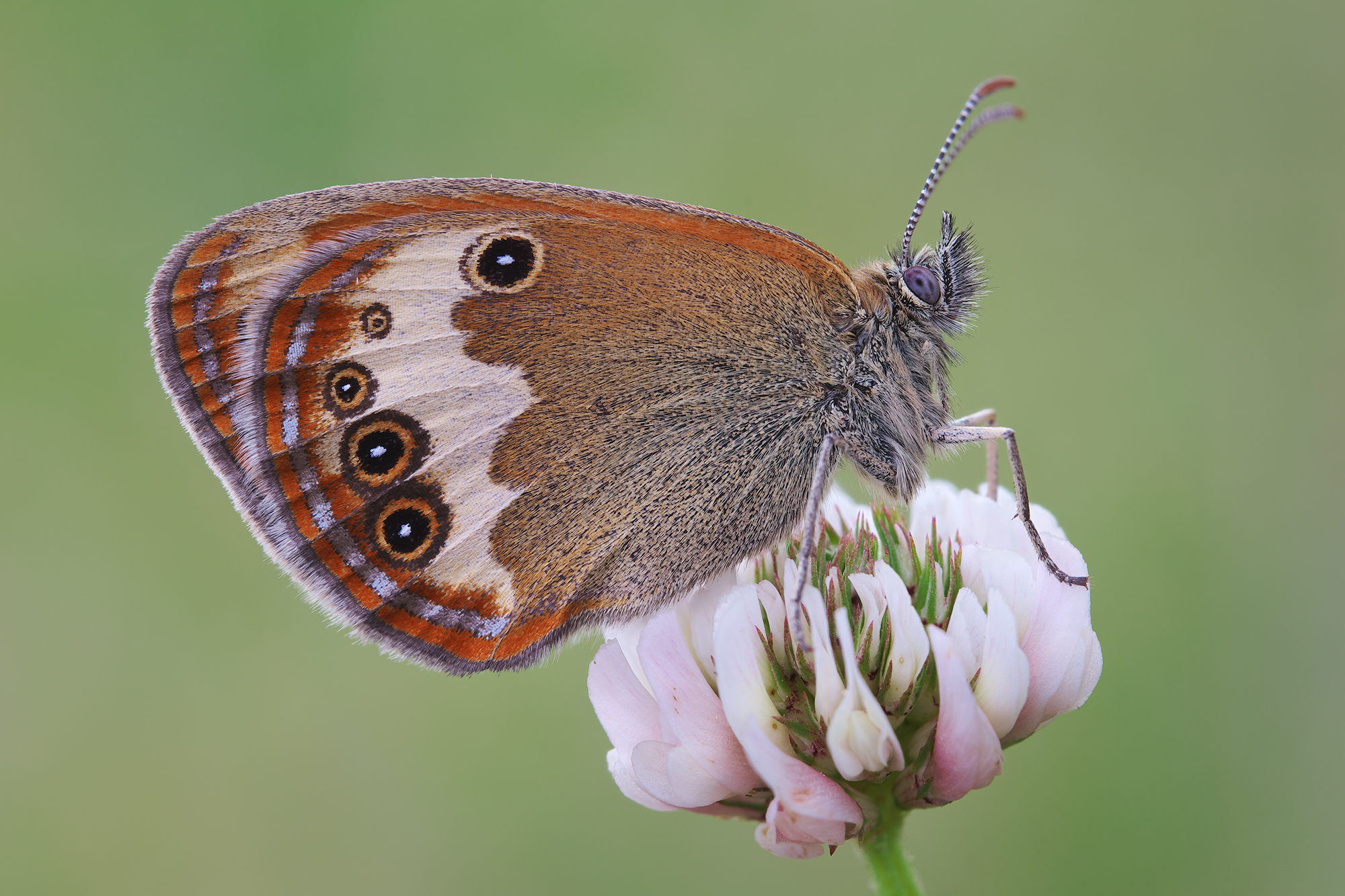 Coenonympha arcania